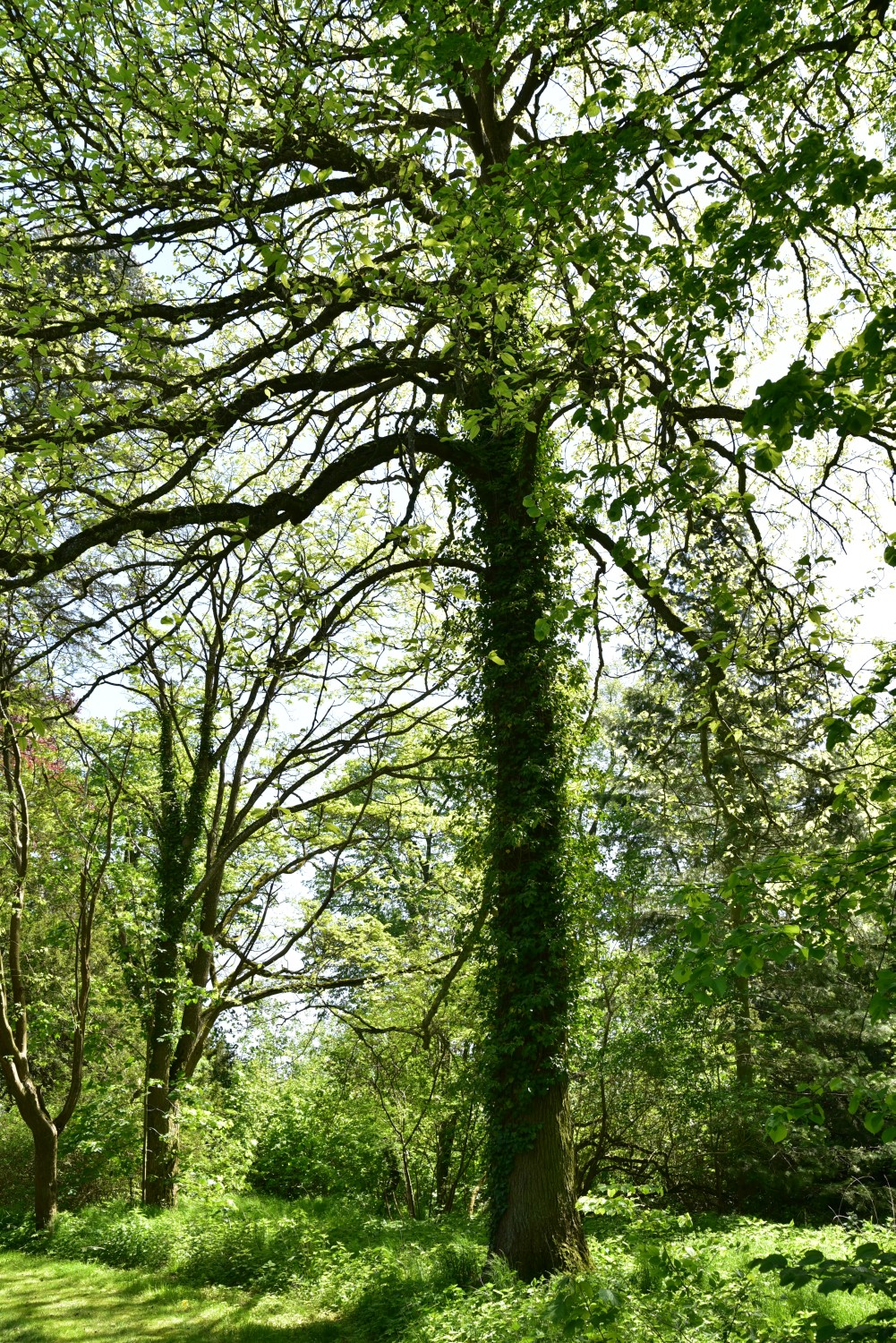 acuminata Magnolia