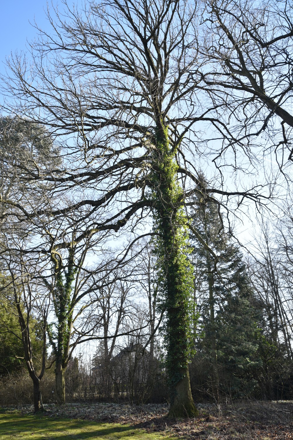 Magnolia acuminata - Neetzow - Febraur 2019