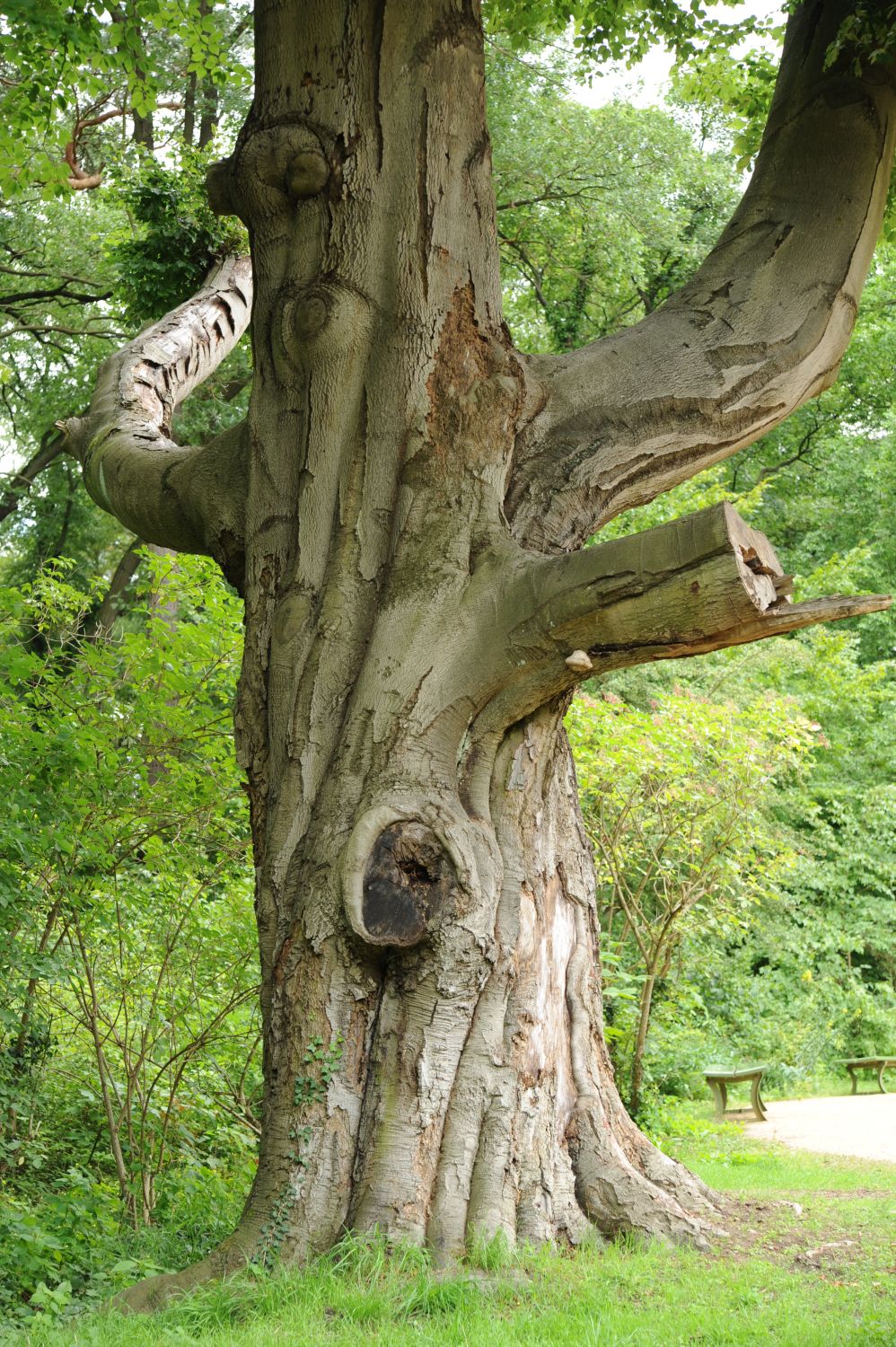 Fagus sylvatica