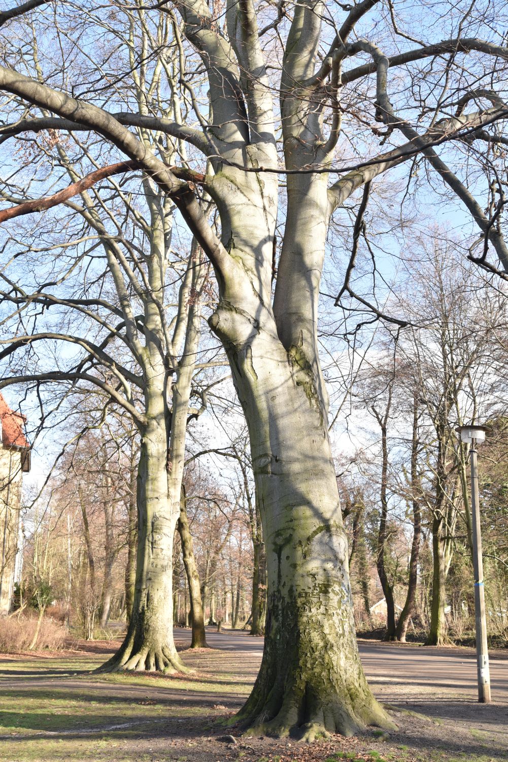 Fagus sylvatica