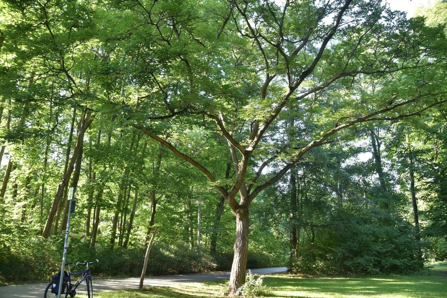 amurense Phellodendron