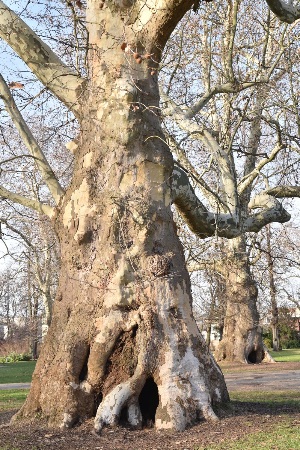 × hispanica Platanus