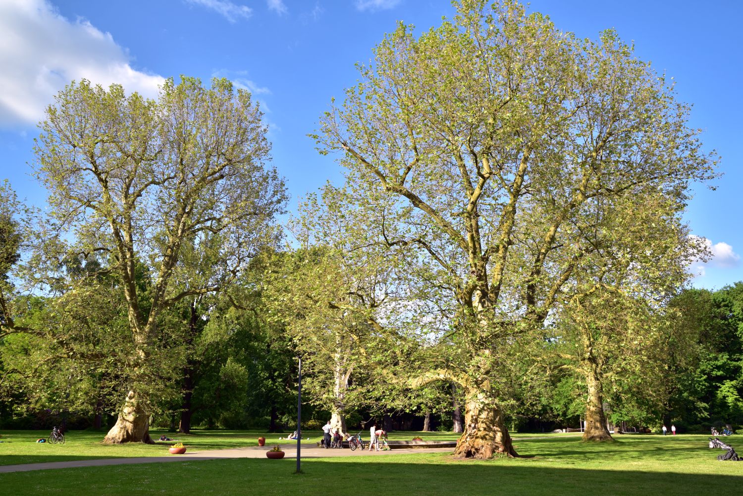 Platanus × hispanica - Berlin, Niederschönhausen - 2019