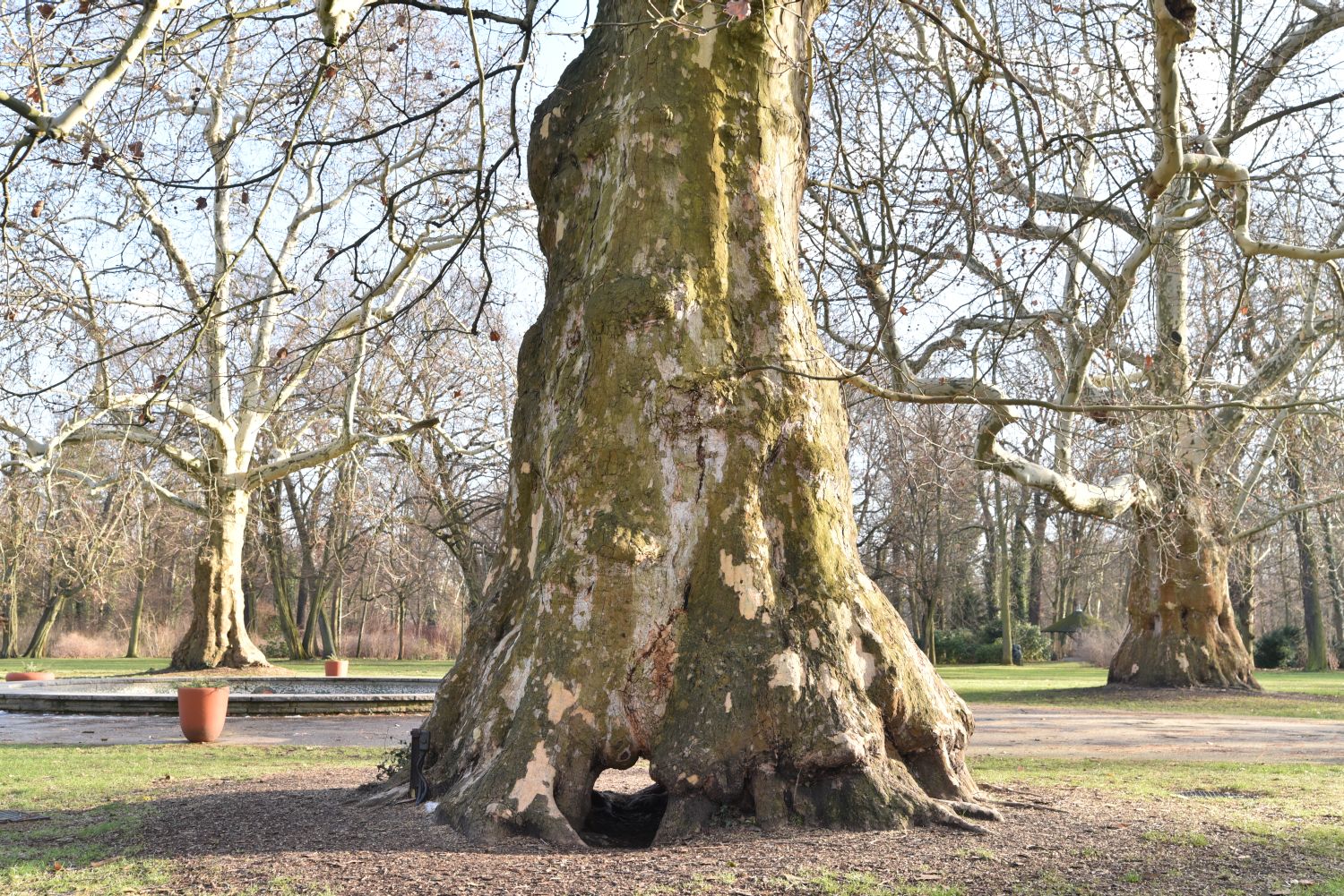 Platanus × hispanica - Berlin, Niederschönhausen - 2019