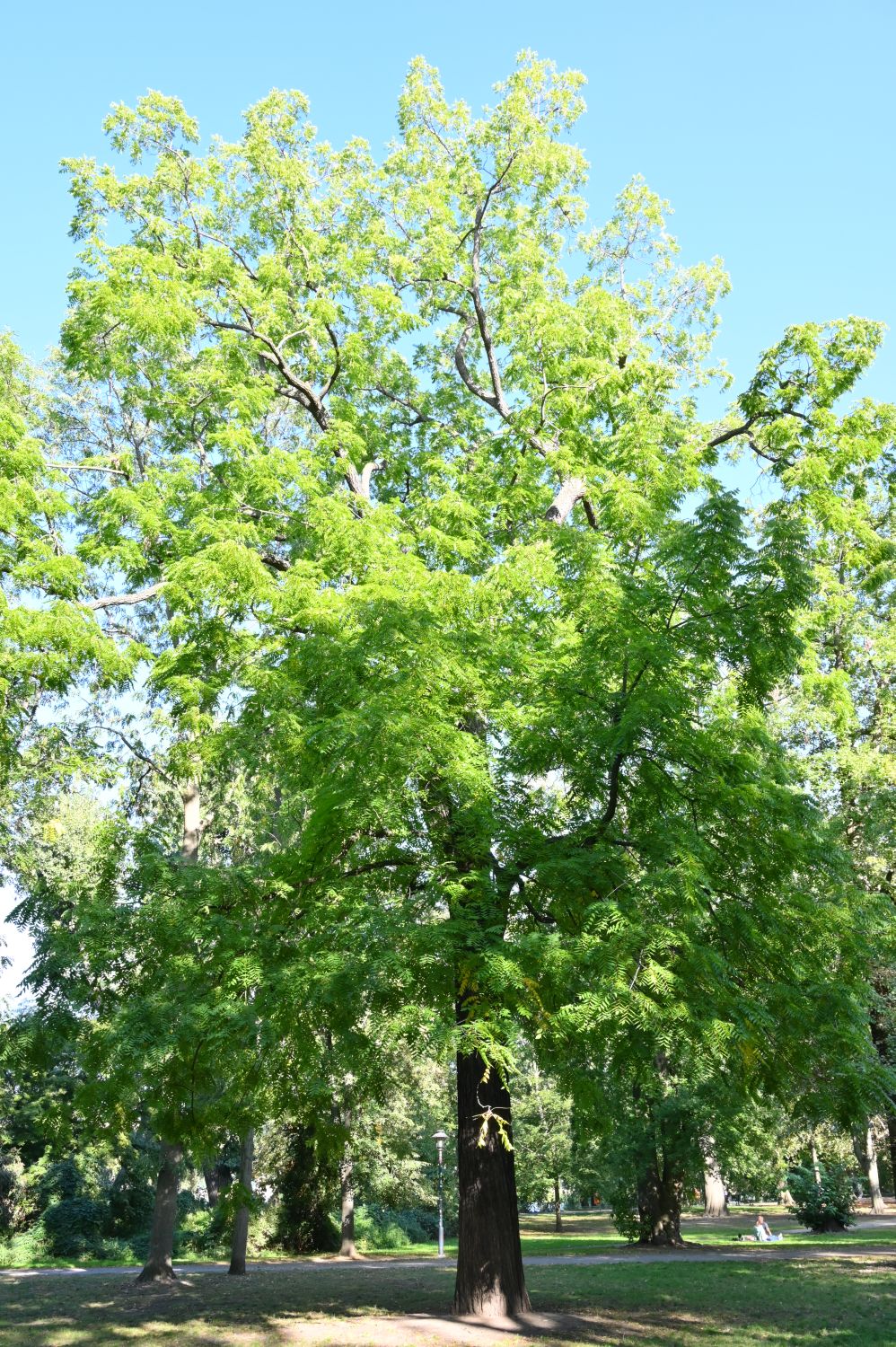 Juglans nigra