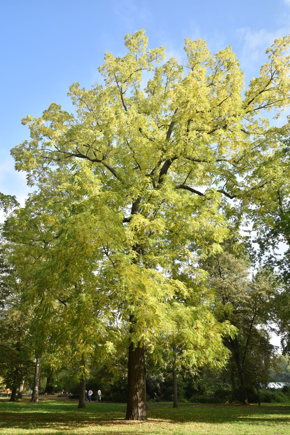 Juglans nigra - Berlin-Weißensee - 2019