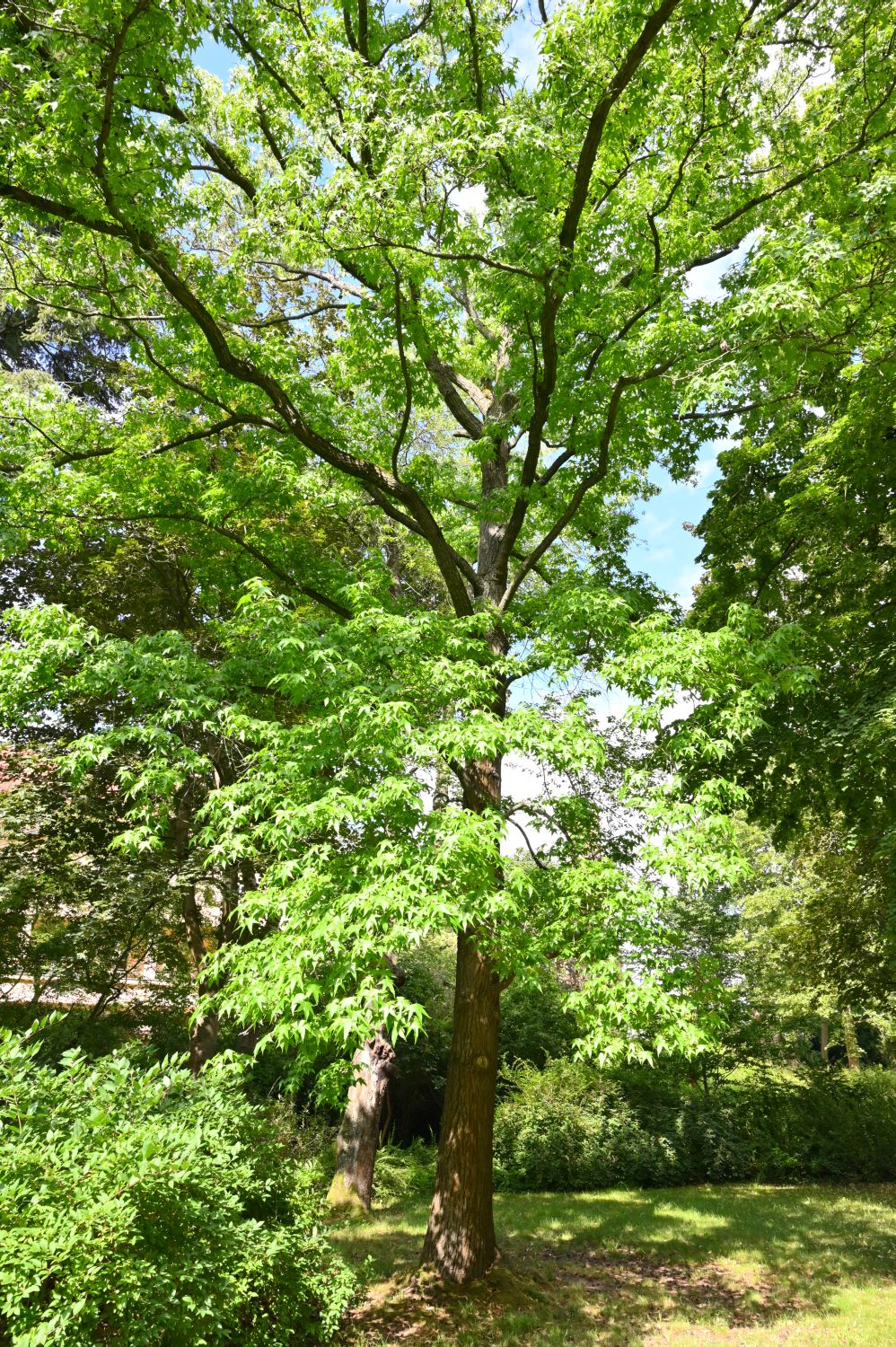Liquidambar styraciflua