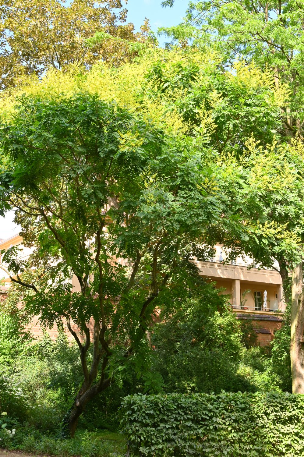 Koelreuteria paniculata