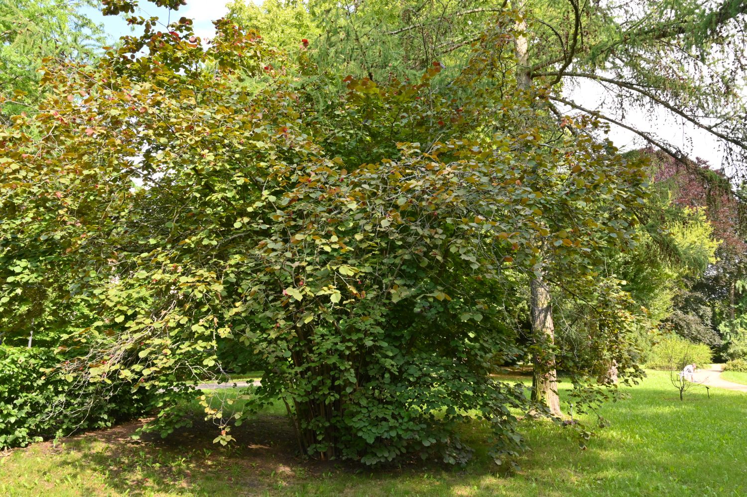 'Purpurea' Corylus maxima