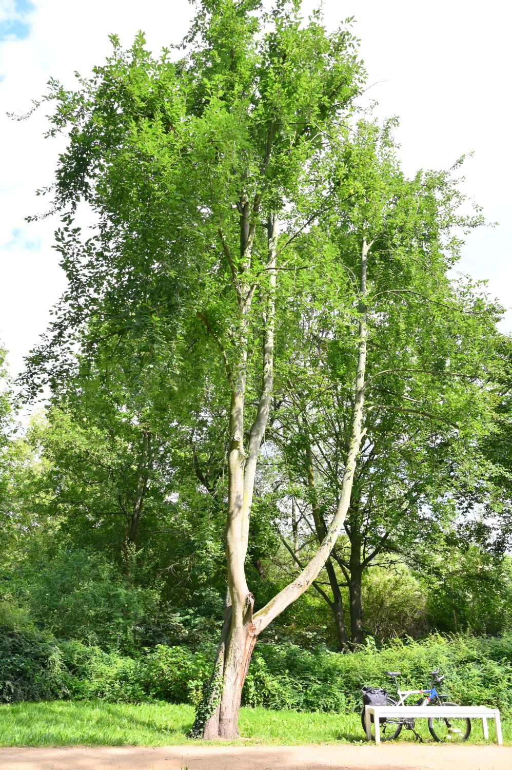 padus Prunus
