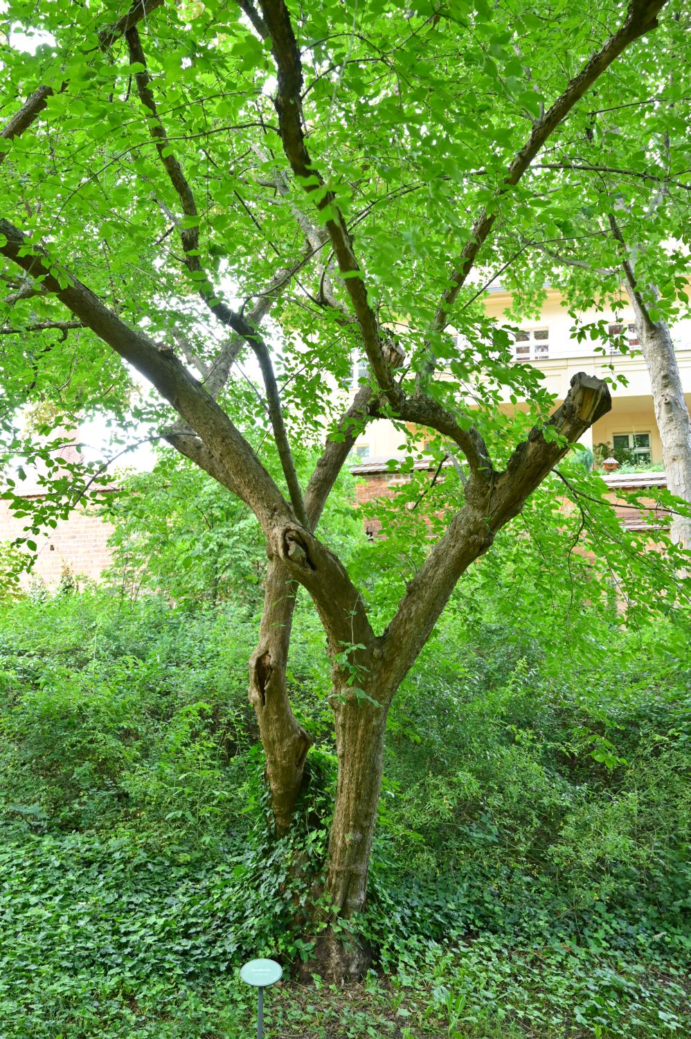 Cornus mas