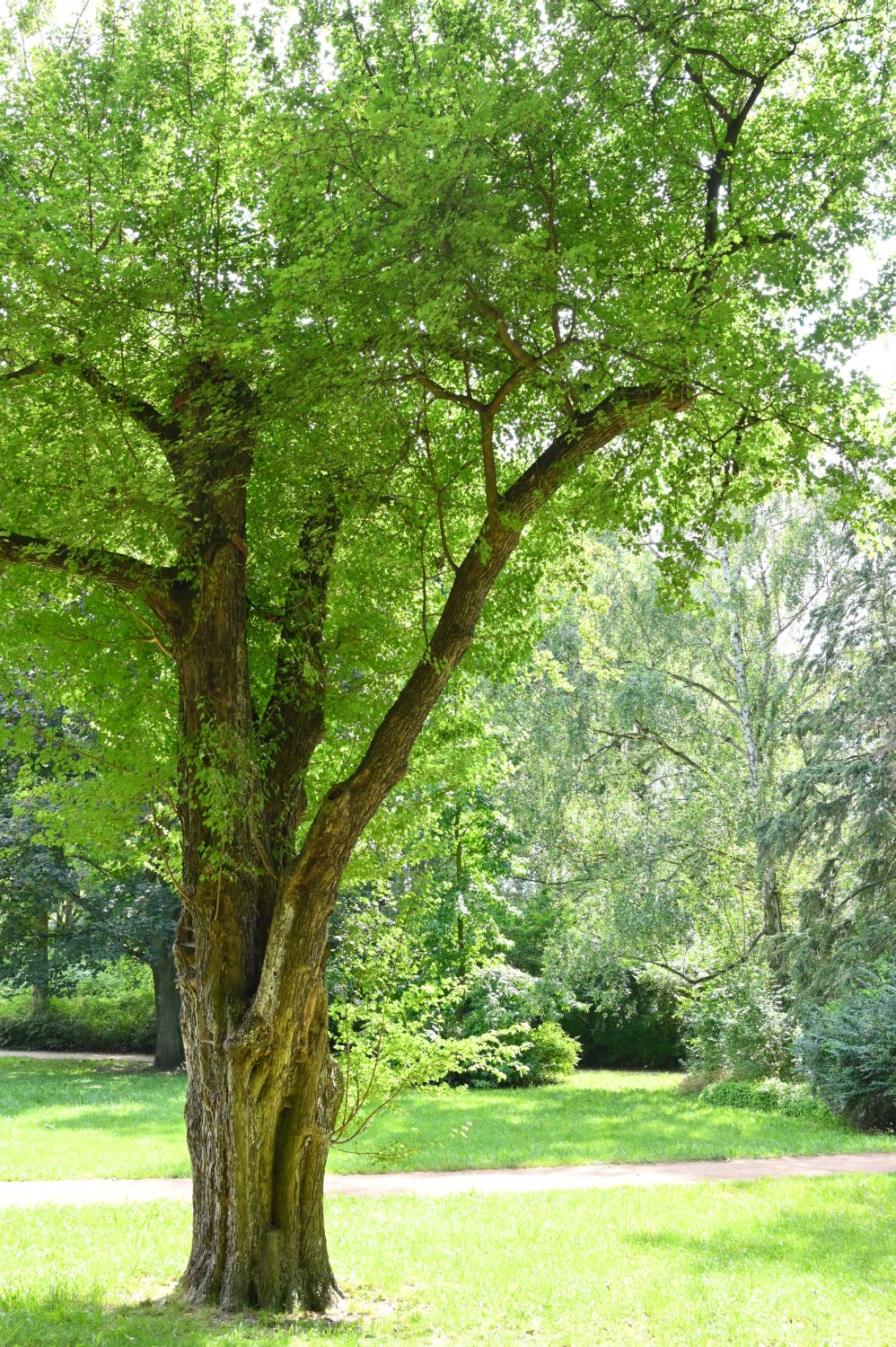 Acer campestre
