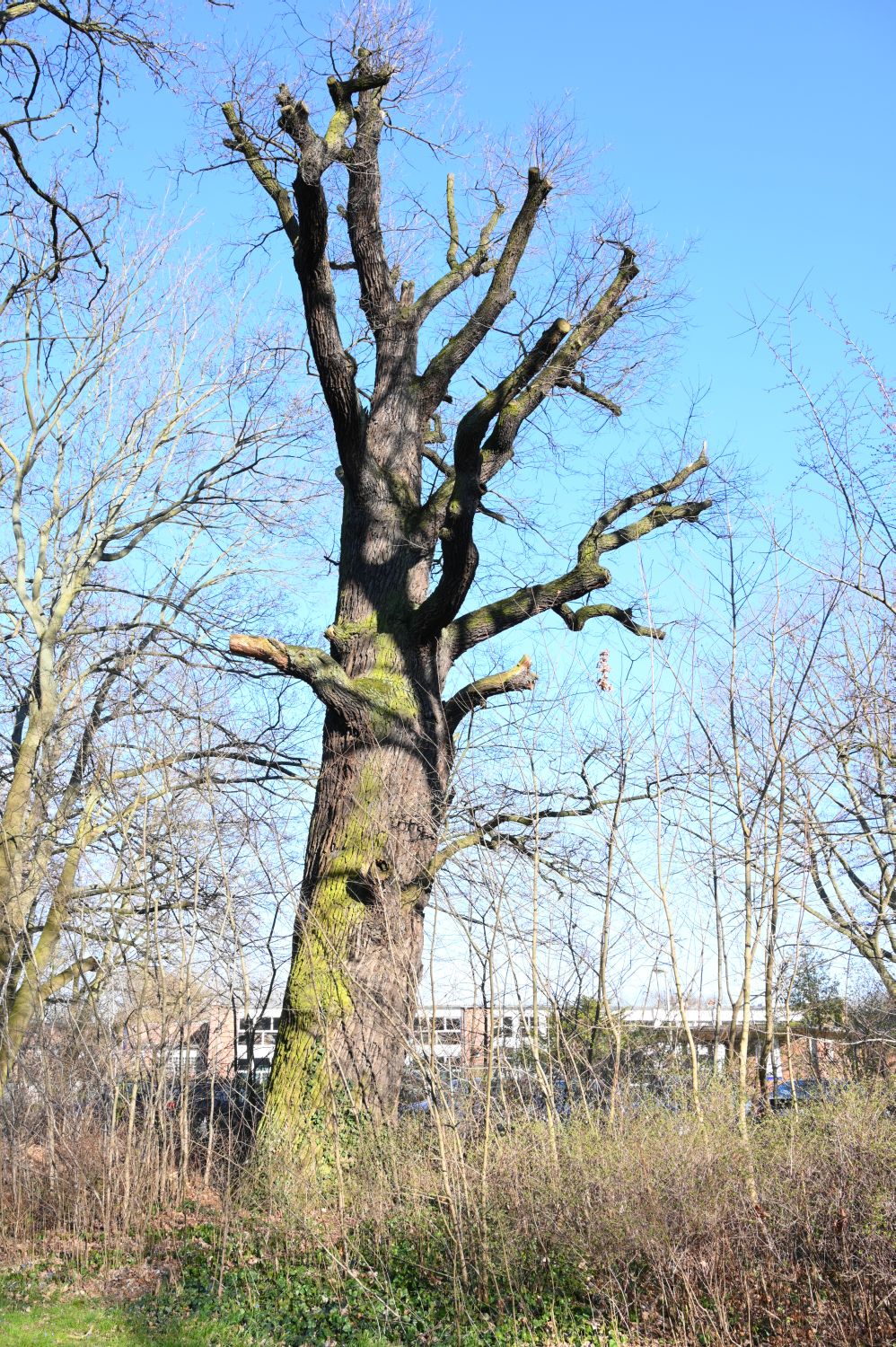 Quercus robur