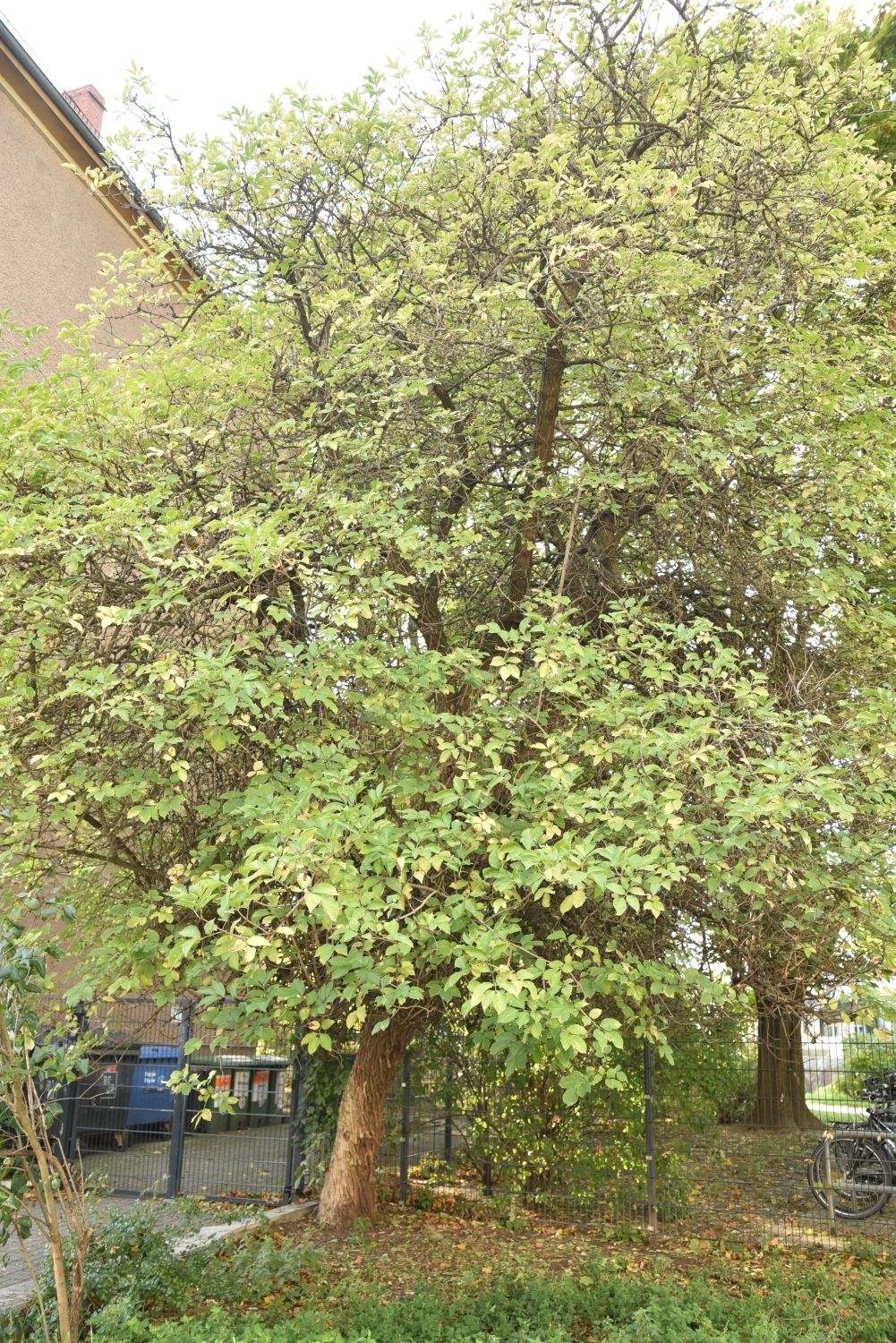 Sambucus nigra - Berlin-Weißensee - 2019