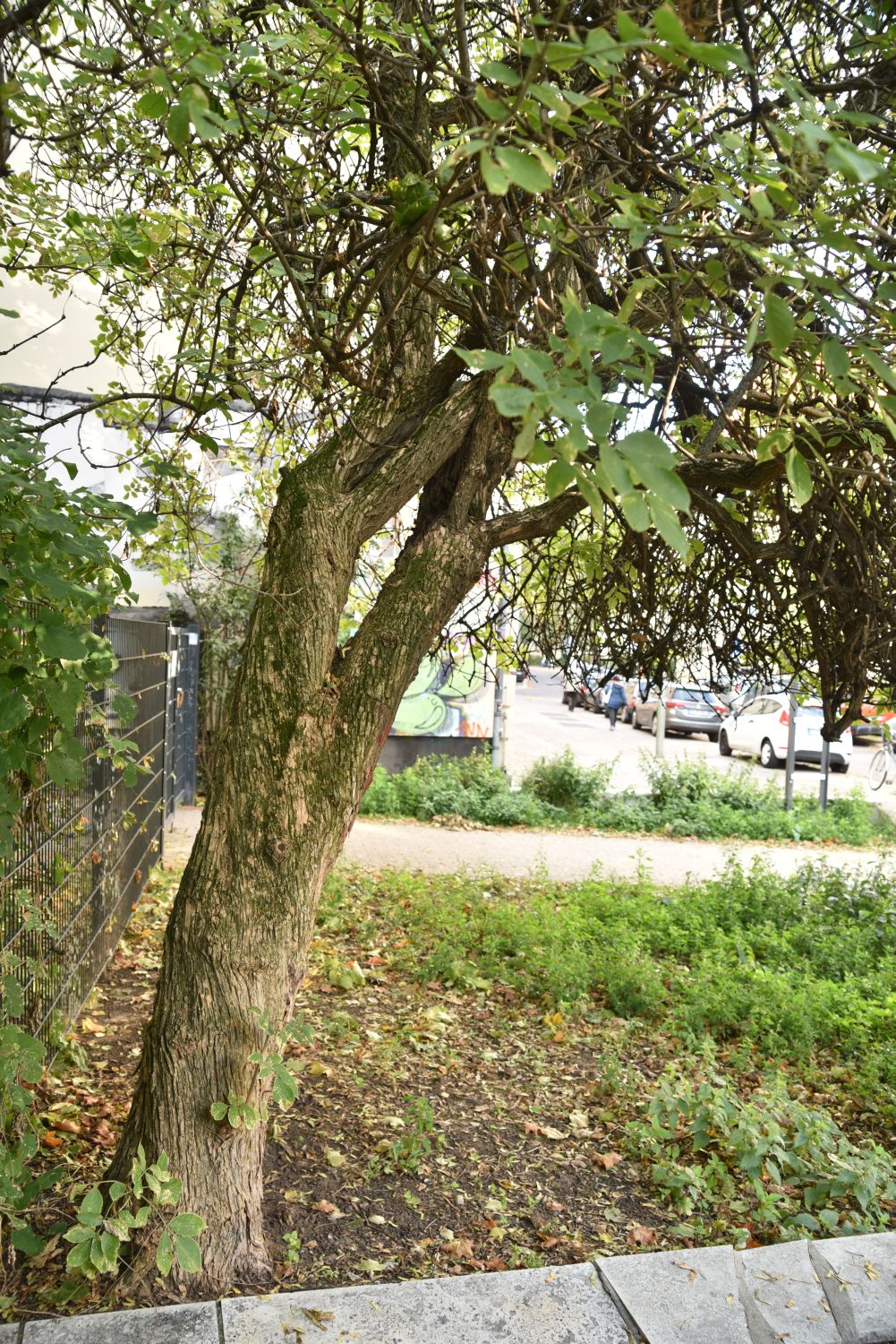 Sambucus nigra - Berlin-Weißensee - 2019