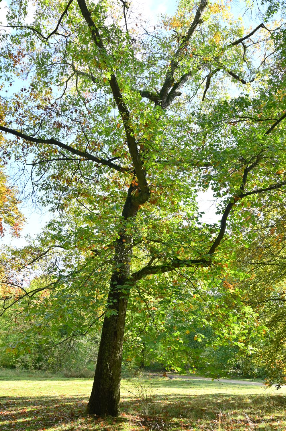 Quercus velutina
