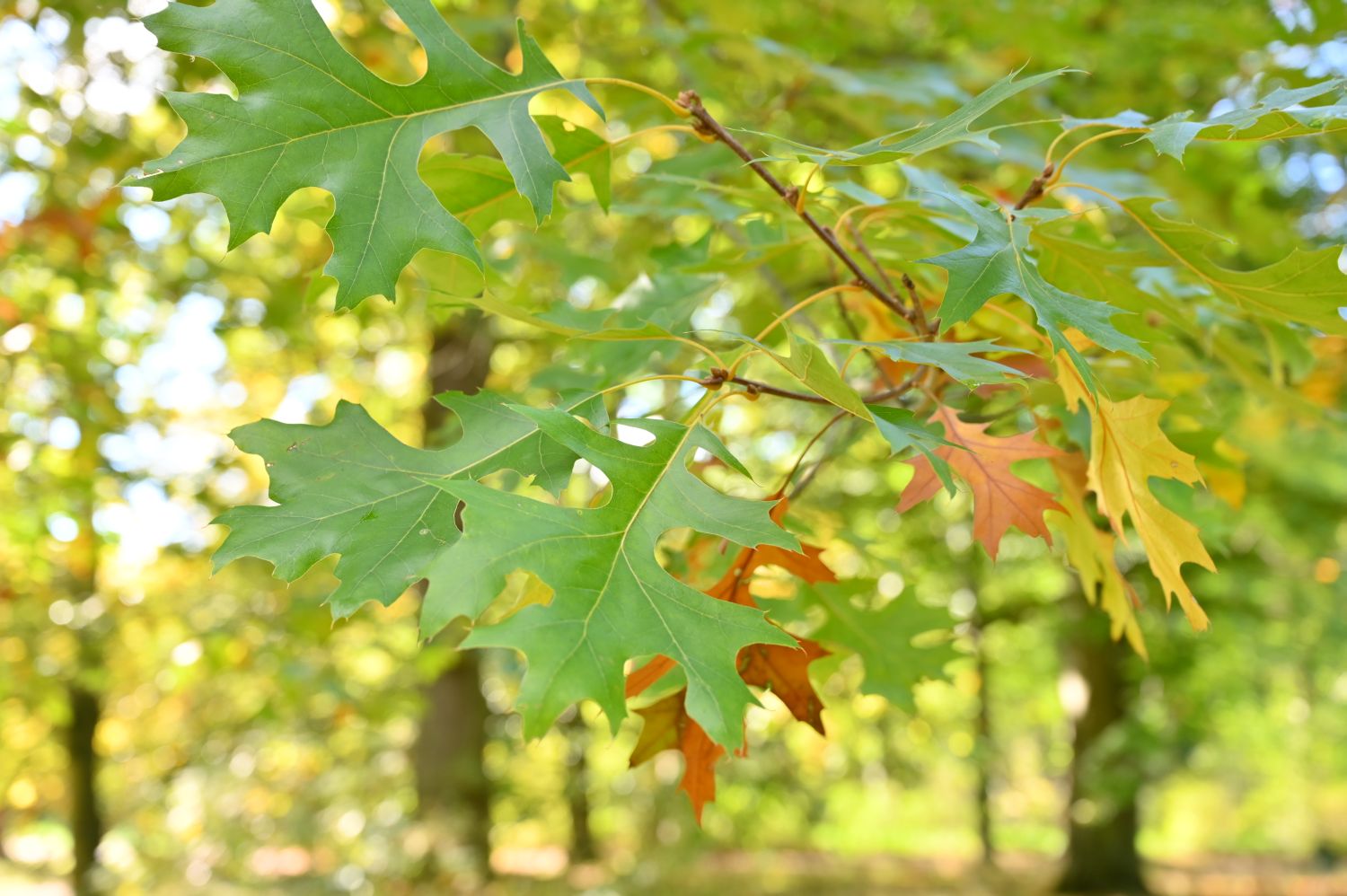 Quercus velutina - Potsdam-Sanssouci, Chinesisches Teehaus - 2020