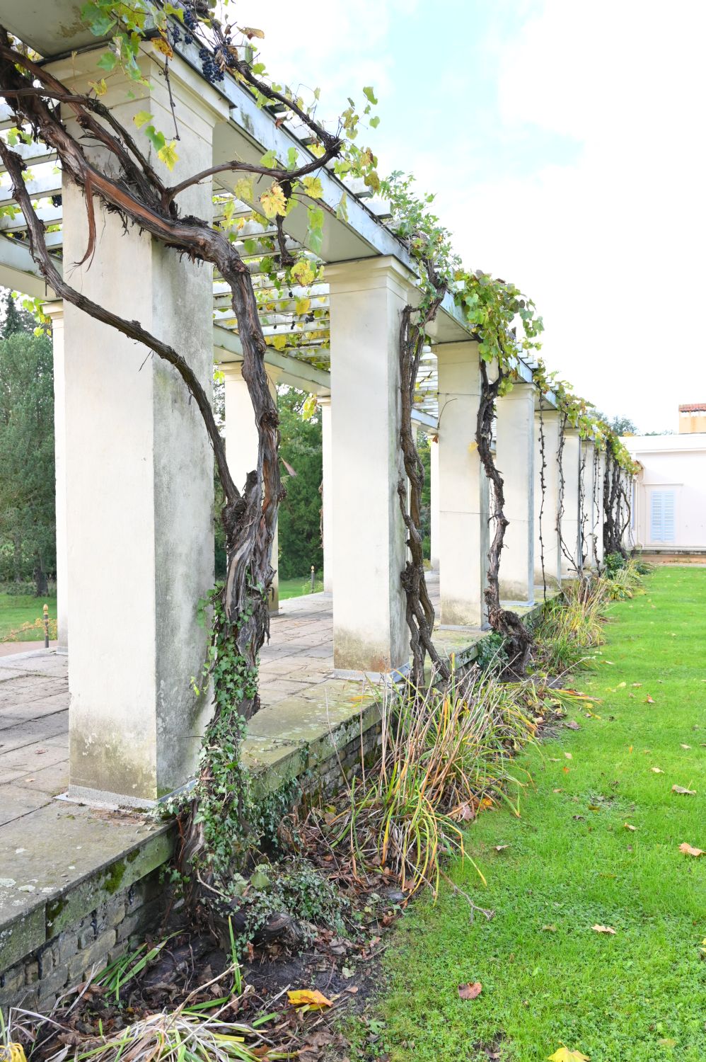 coignetiae Vitis