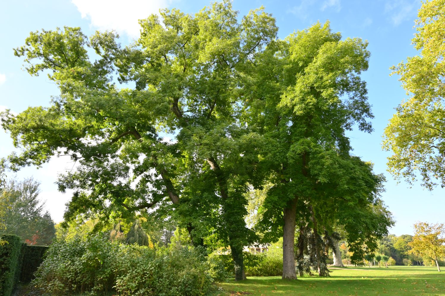 Carya cordiformis
