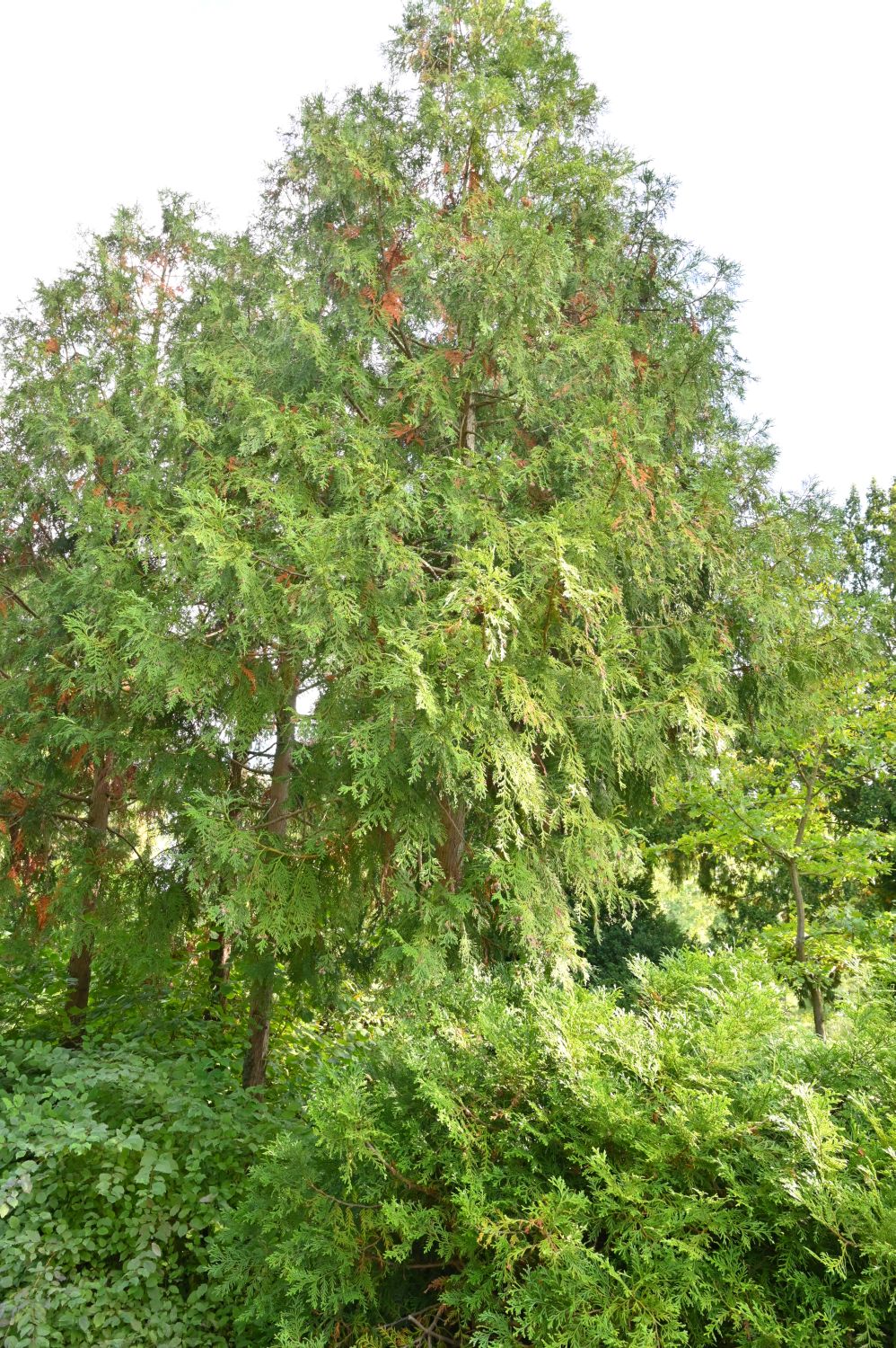 dolabrata Thujopsis