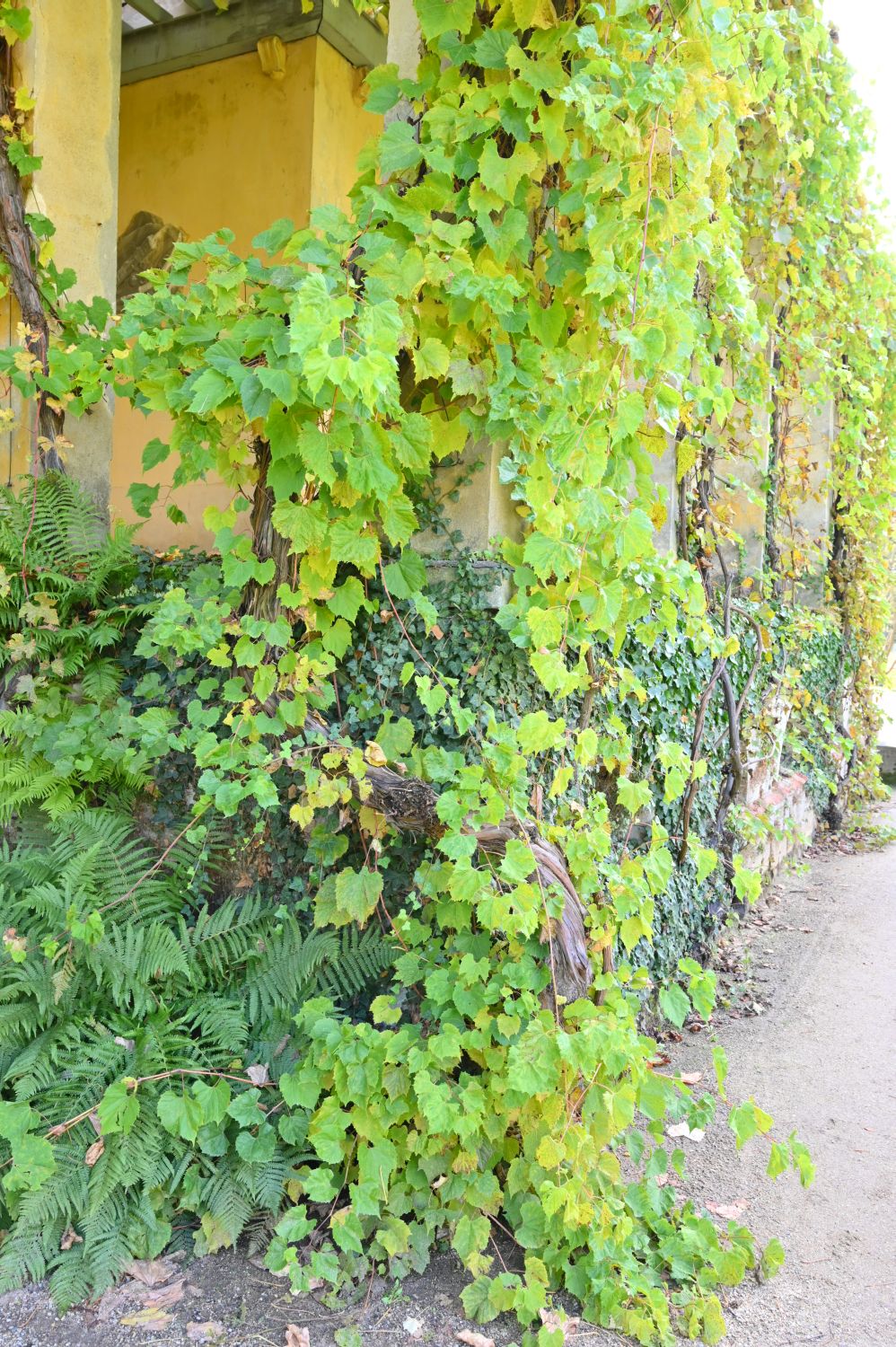 coignetiae Vitis