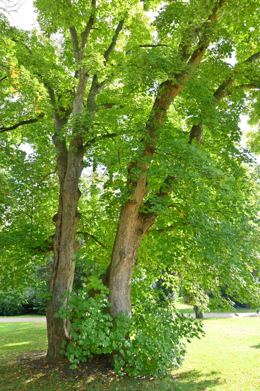 Acer opalus subsp. obtusatum, Bosnischer Ahorn - Potsdam-Sanssouci, Römische Bäder - 2020