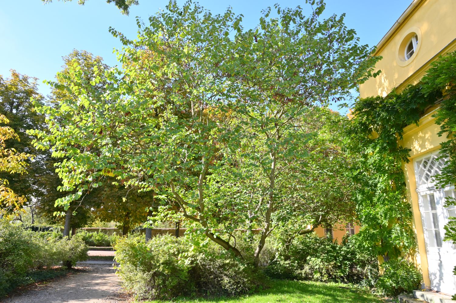 Cercis siliquastrum