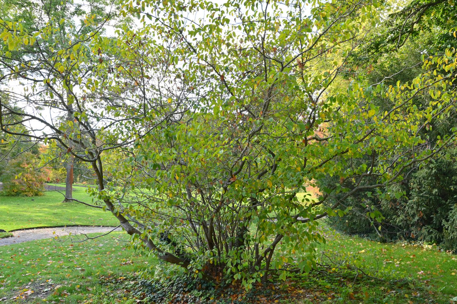 benzoin Lindera