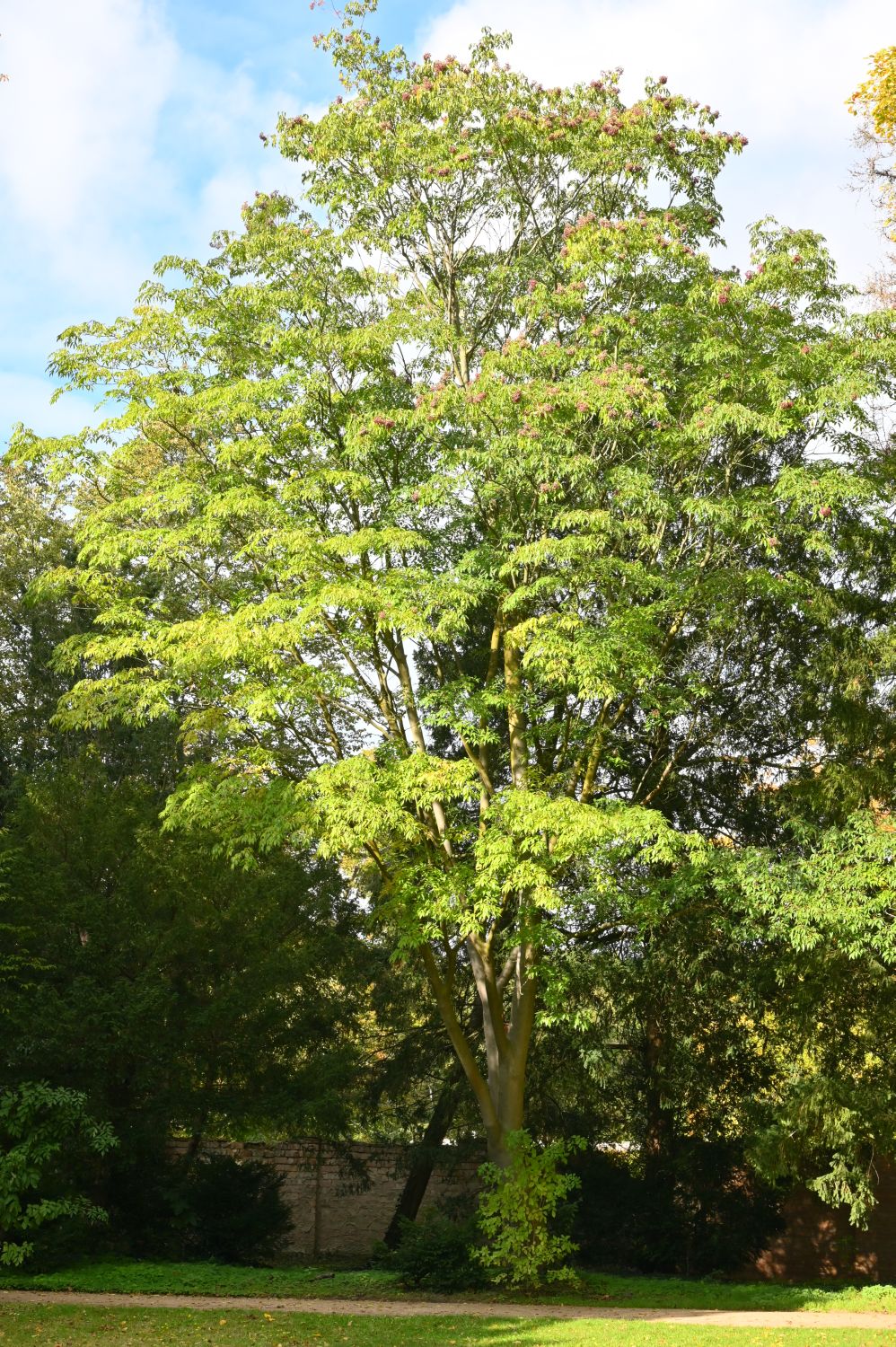 Tetradium daniellii - Potsdam, Marly-Garten - 2020