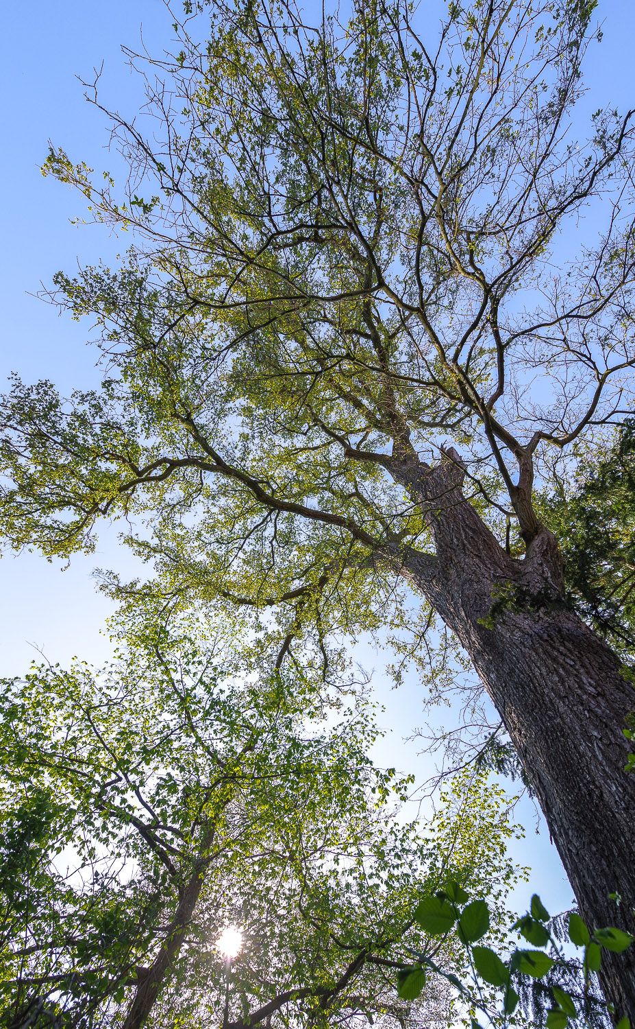 americana Ulmus