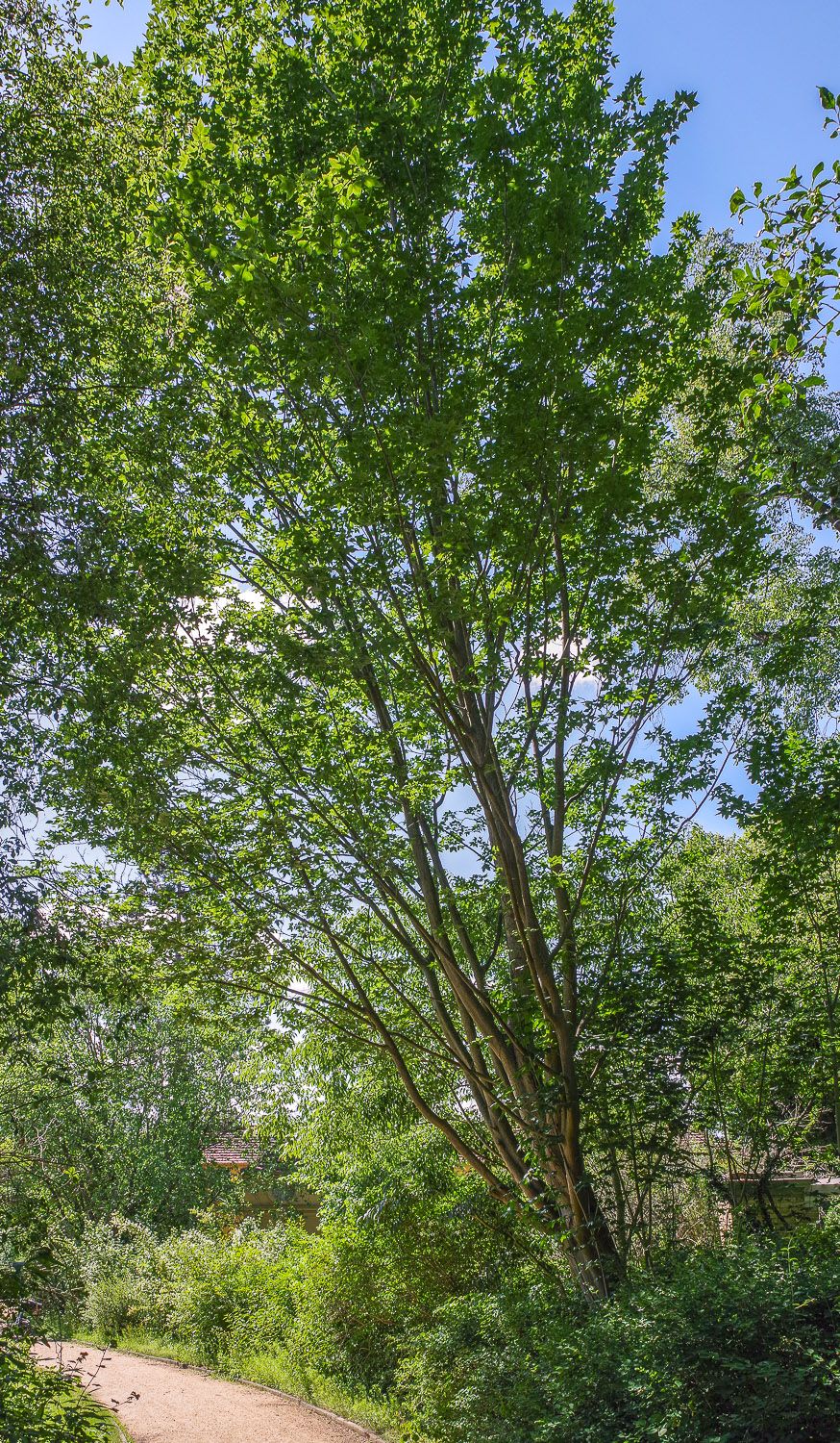 Acer pictum