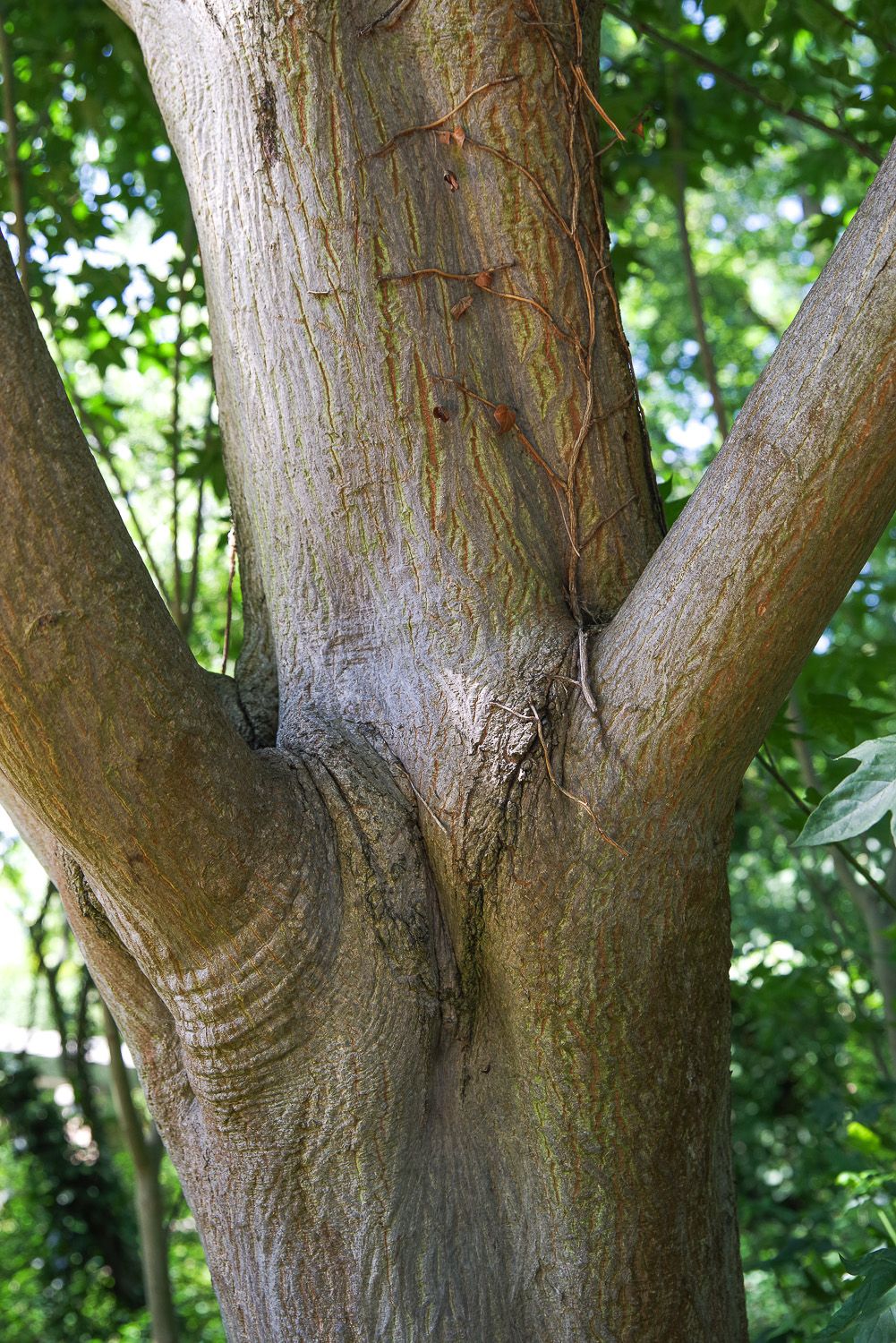 Acer pictum - Potsdam, Marly-Garten - 2020