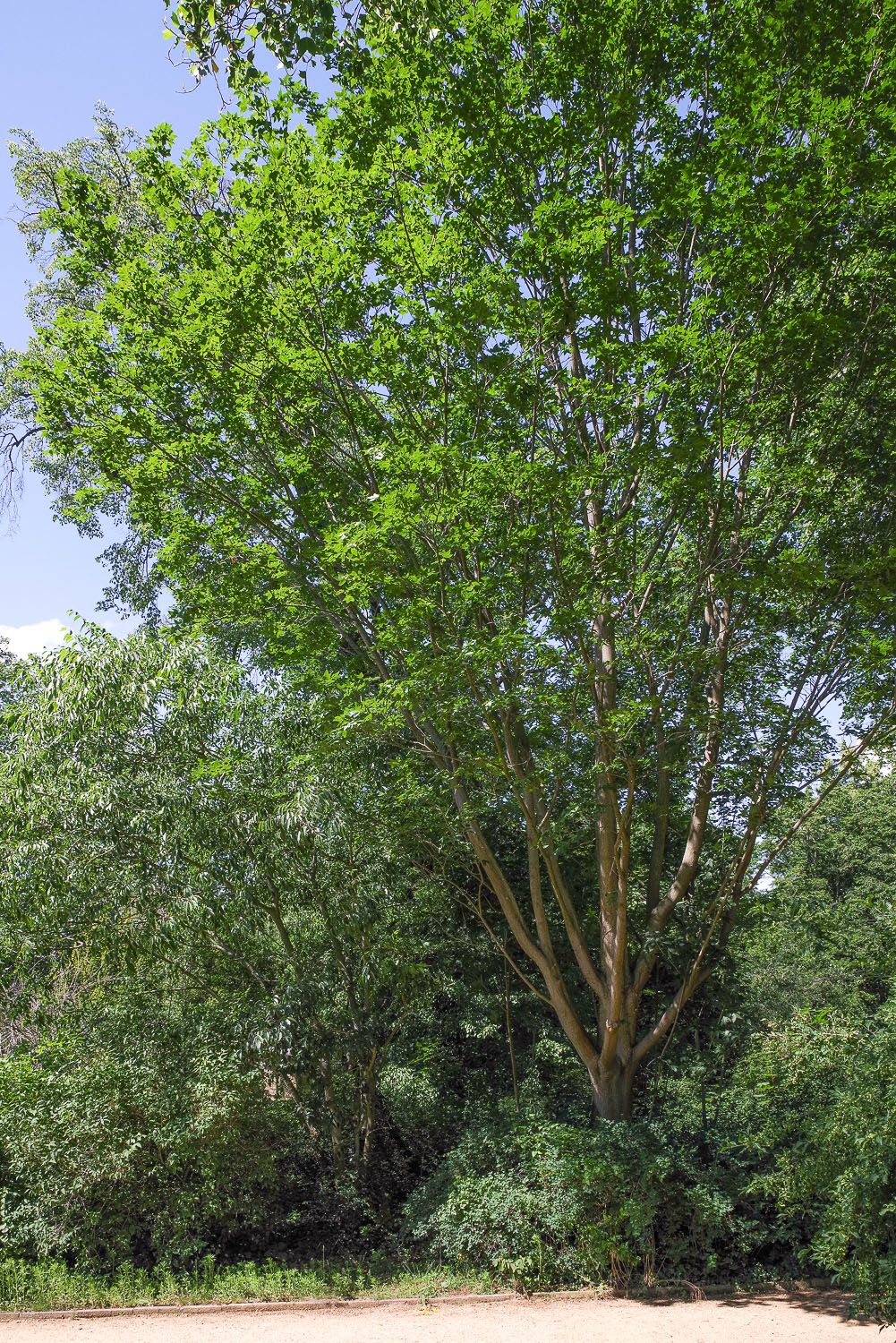 Acer pictum - Potsdam, Marly-Garten - 2020