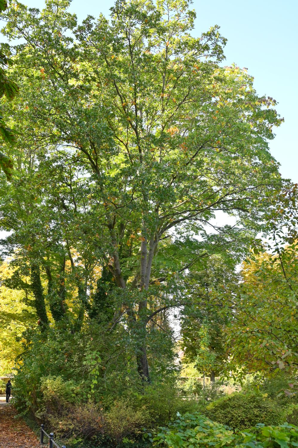 libani Quercus