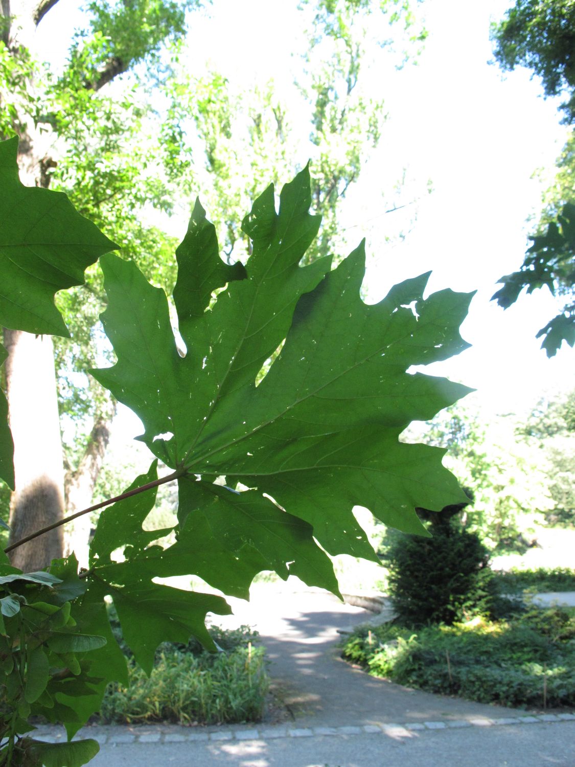 Acer macrophyllum