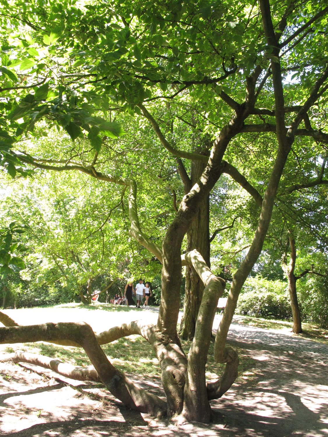 Acer maximowiczianum