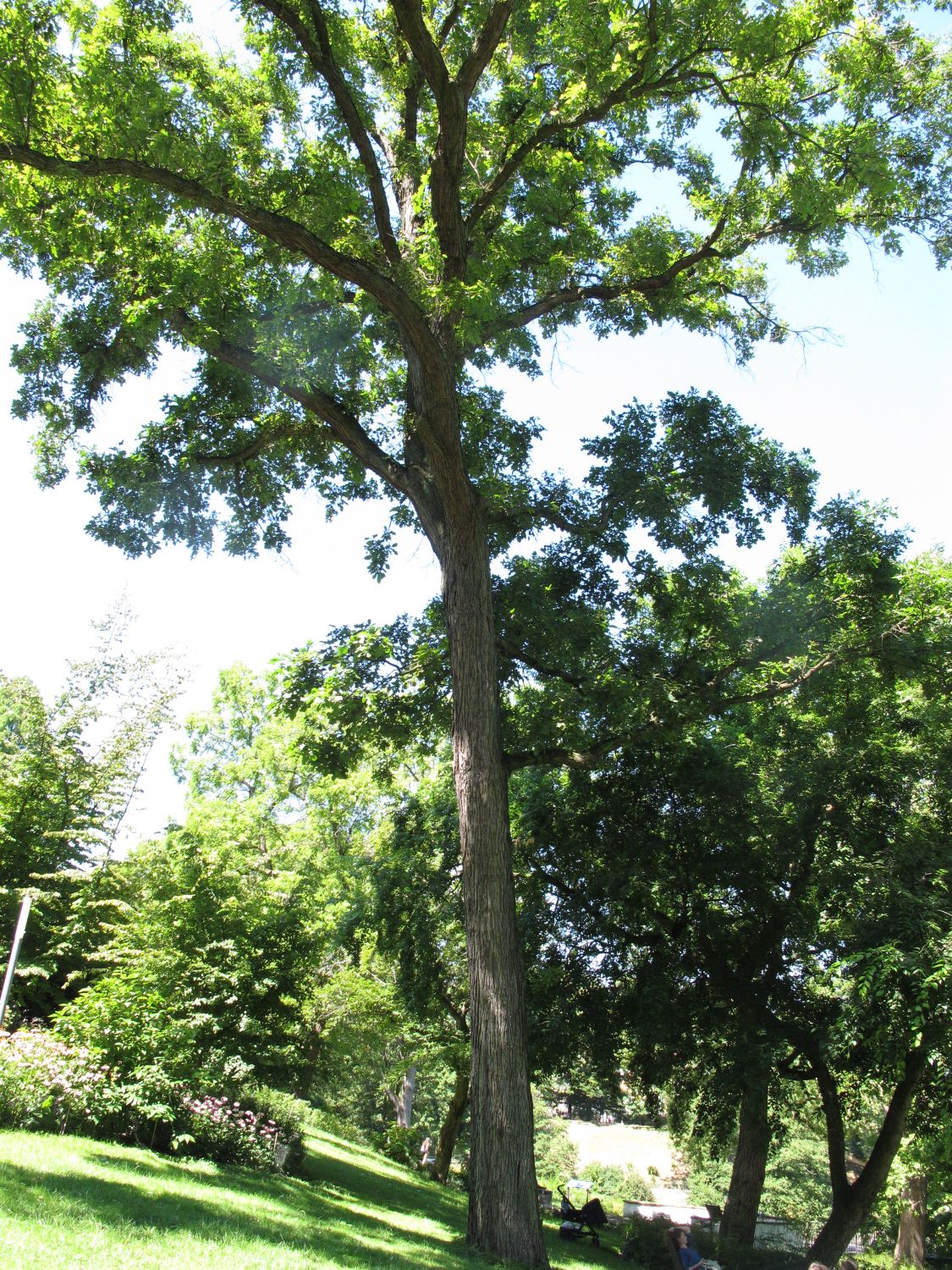 Carya cordiformis