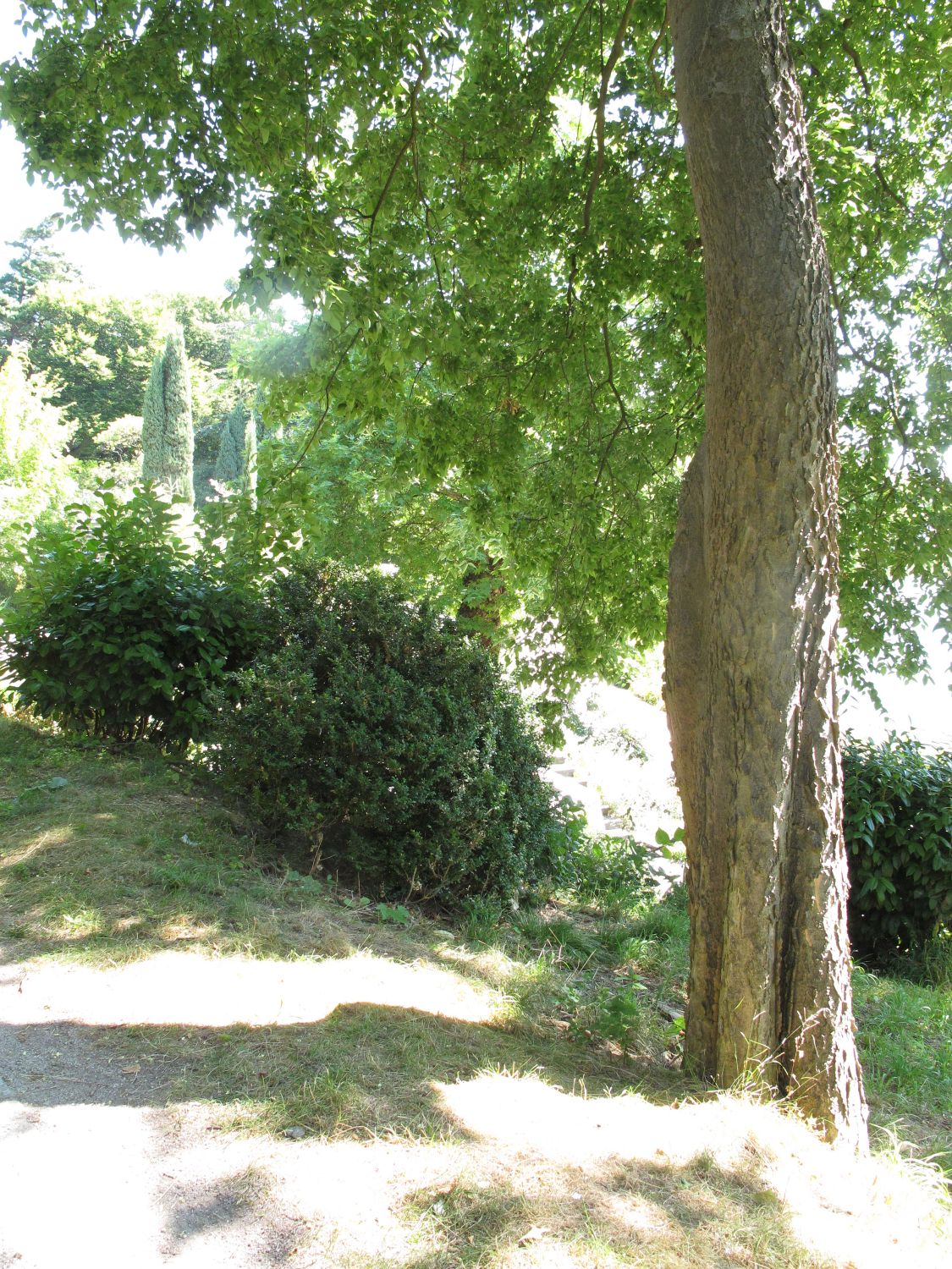 Celtis occidentalis