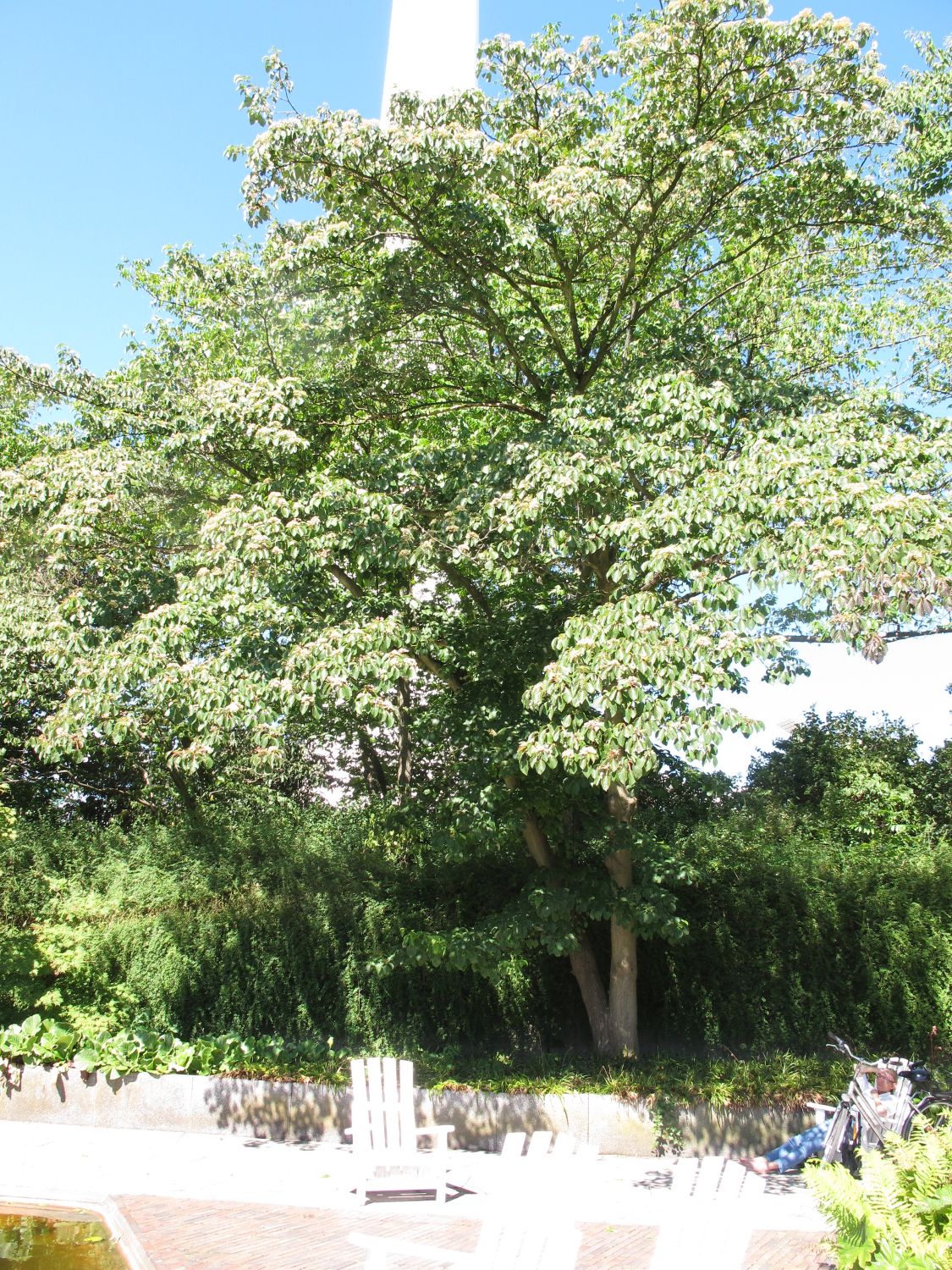 Davidia involucrata