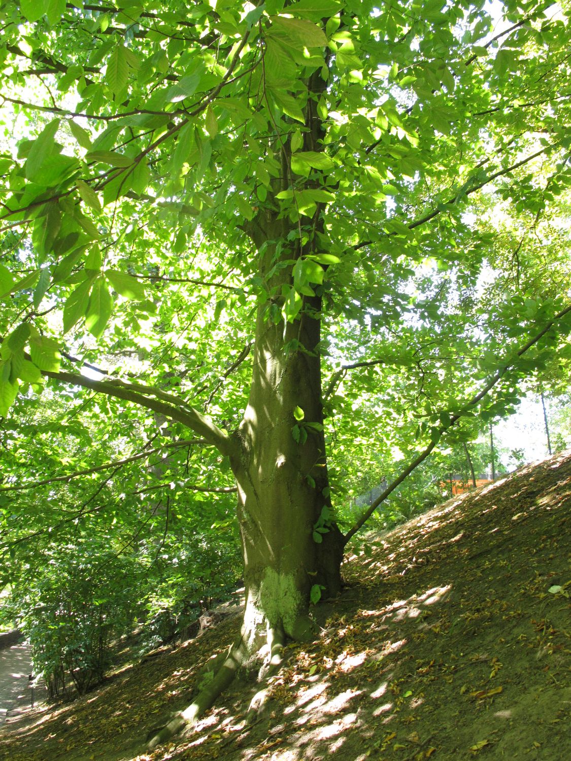 engleriana Fagus