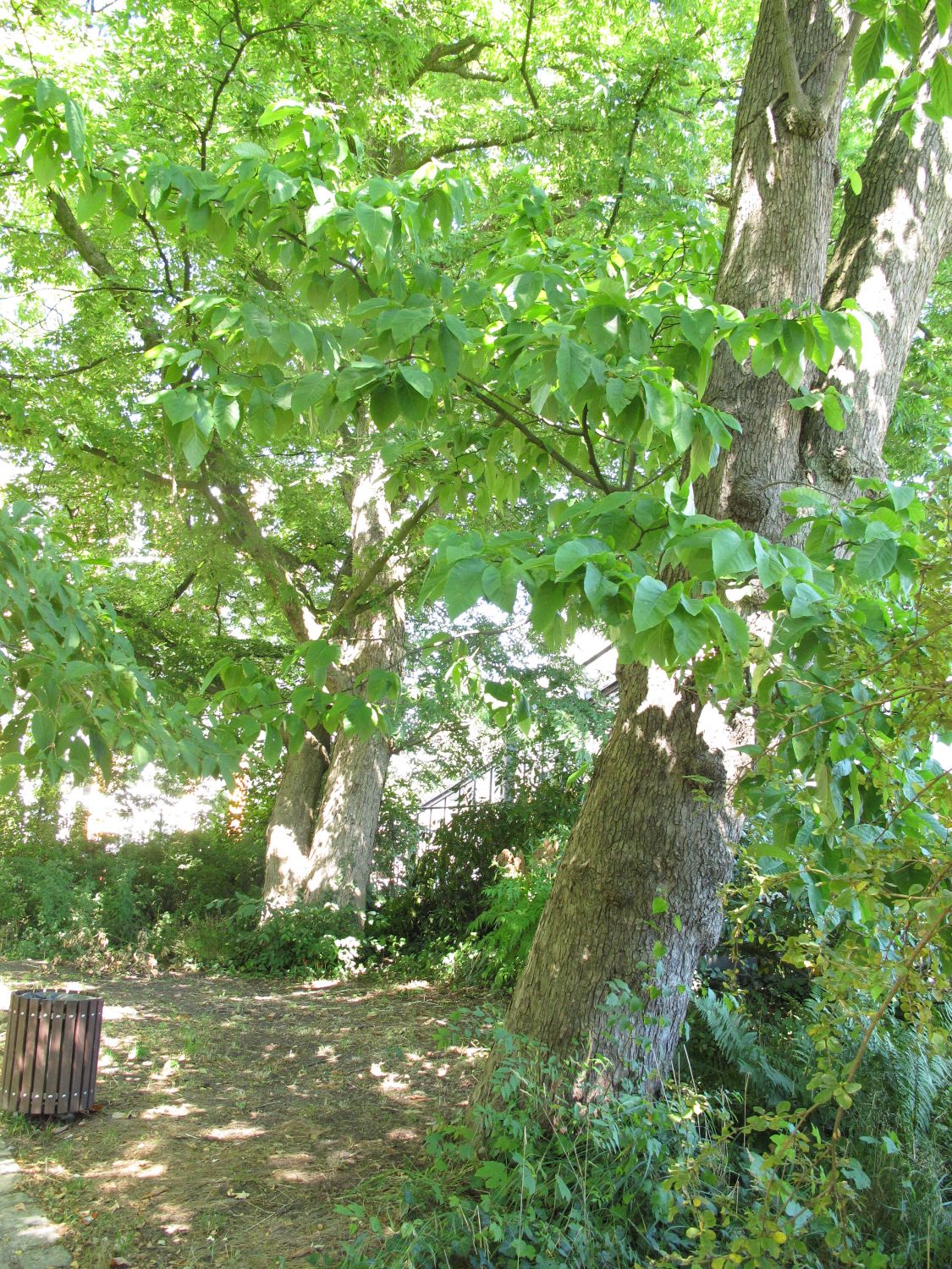 acuminata Magnolia