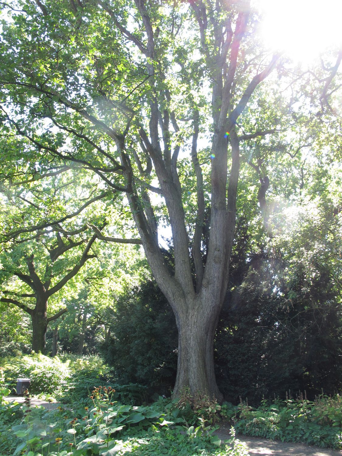 macranthera Quercus