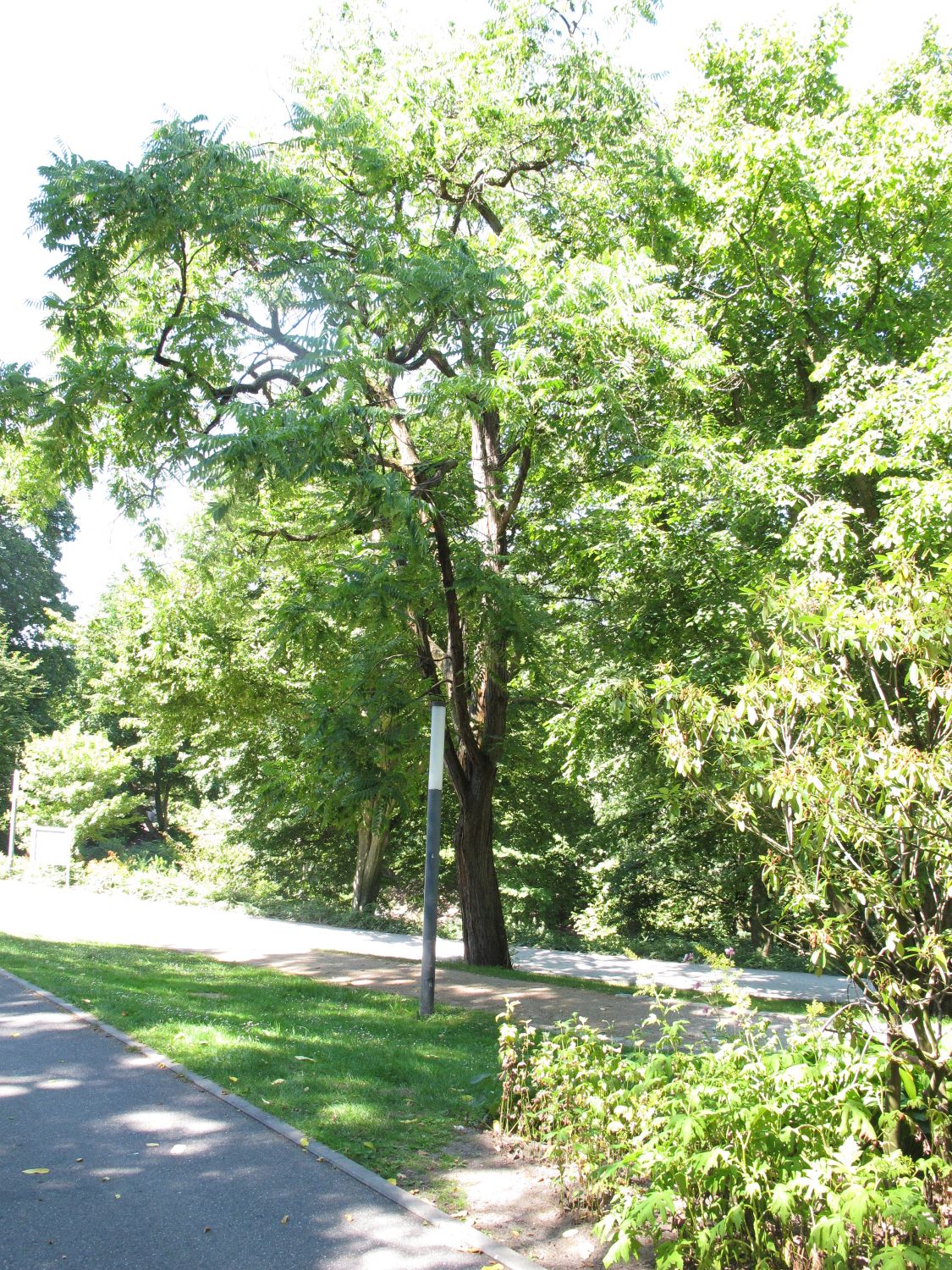 sinensis Toona