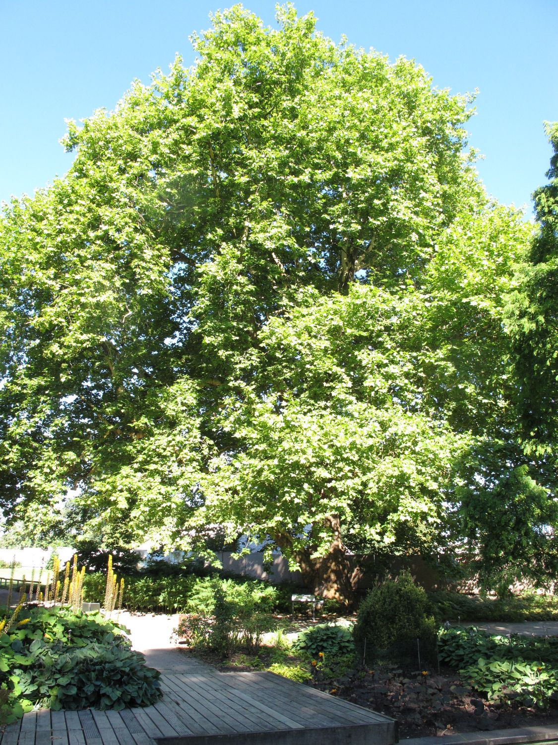 × hispanica Platanus