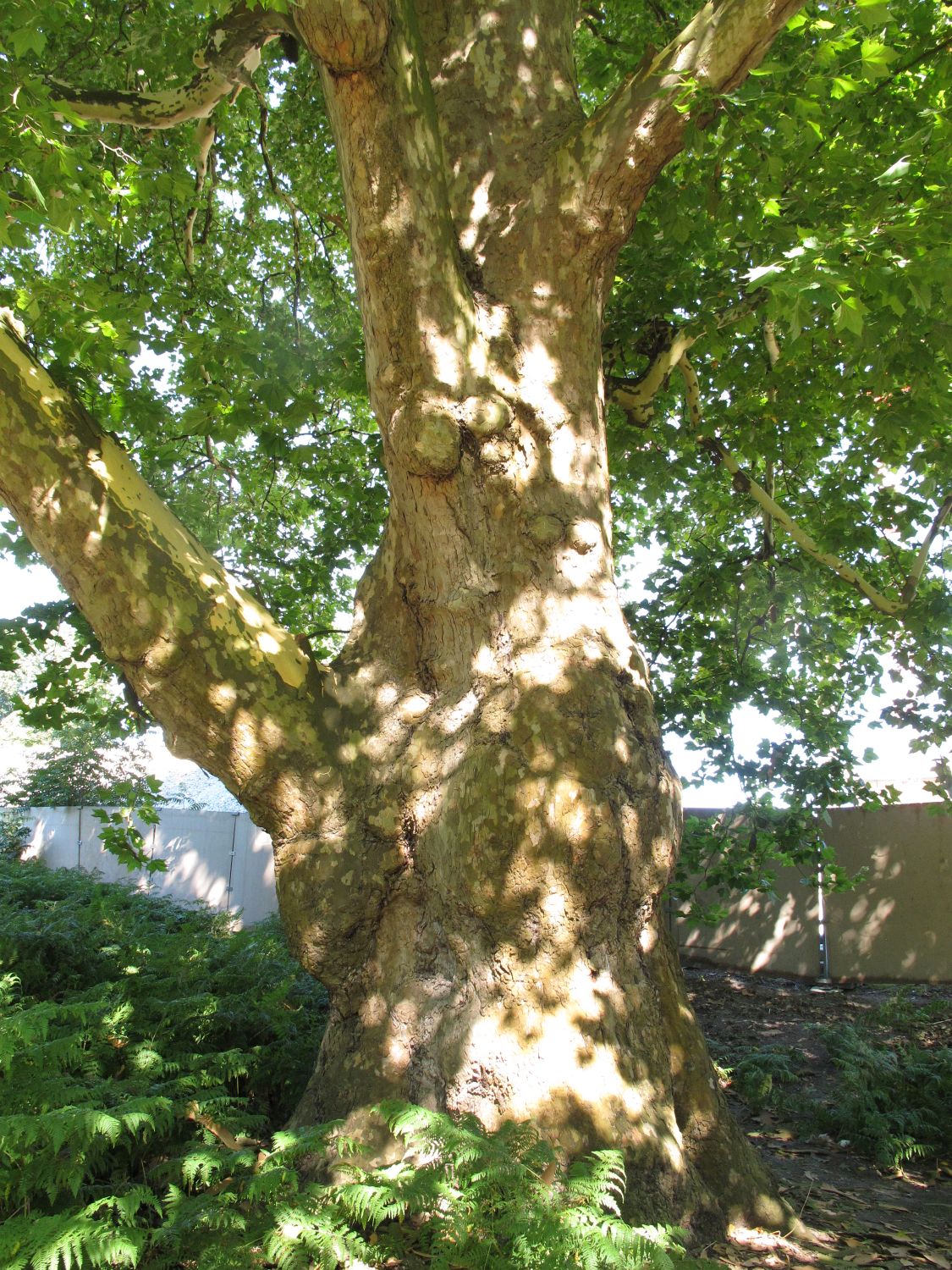 Platanus × hispanica - Hamburg, Planten un Blomen - 2018