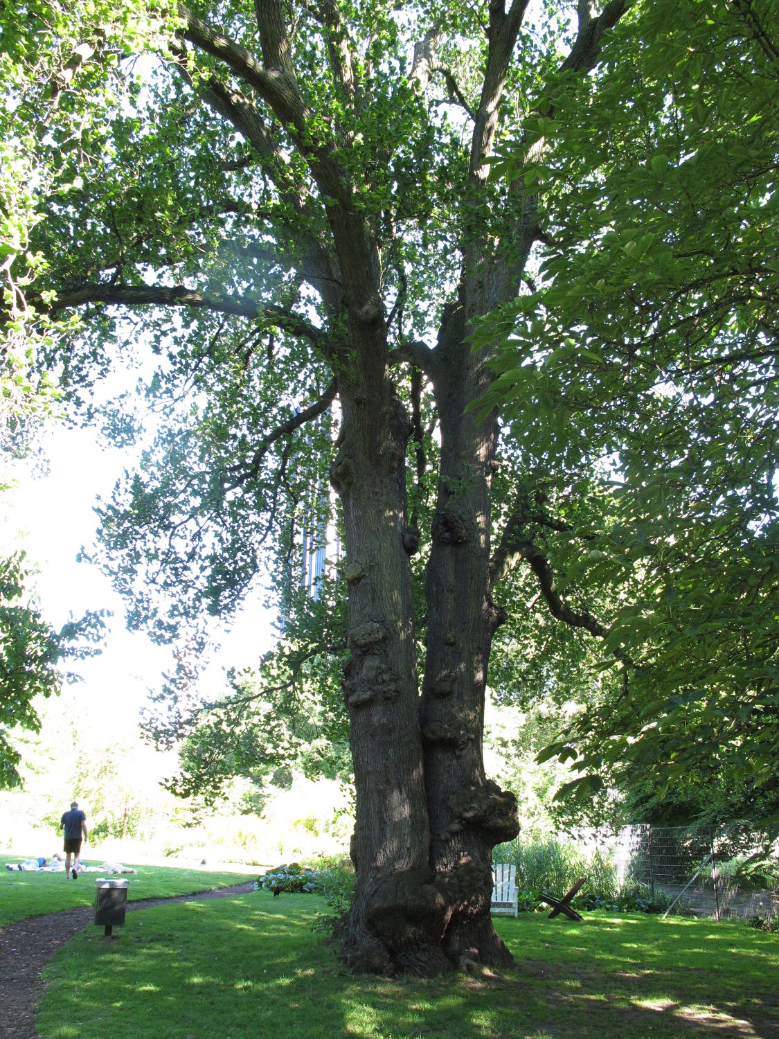 'Exoniensis' glabra Ulmus