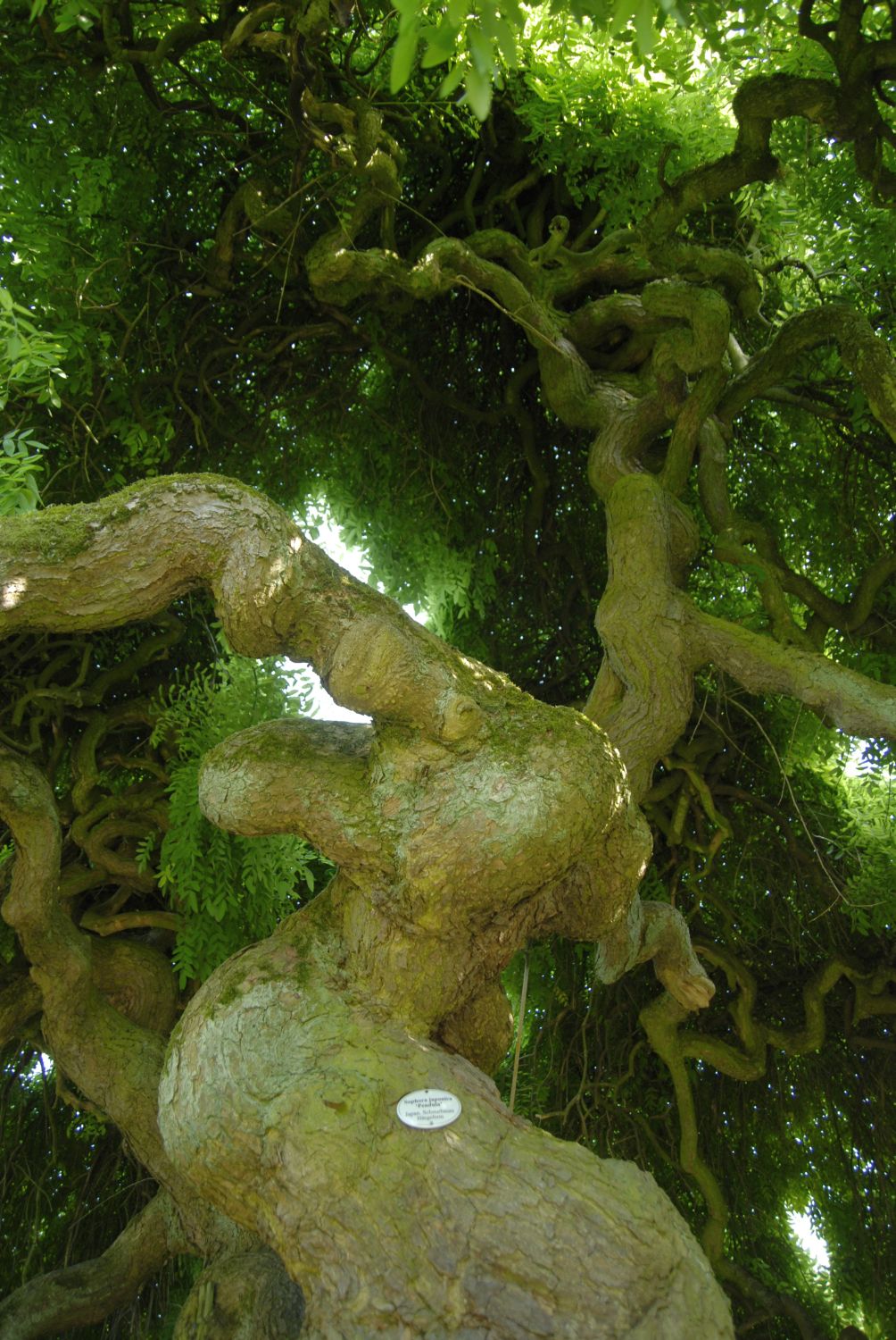 Styphnolobium japonicum 'Pendulum' - Hamburg, Jenischpark - 2008