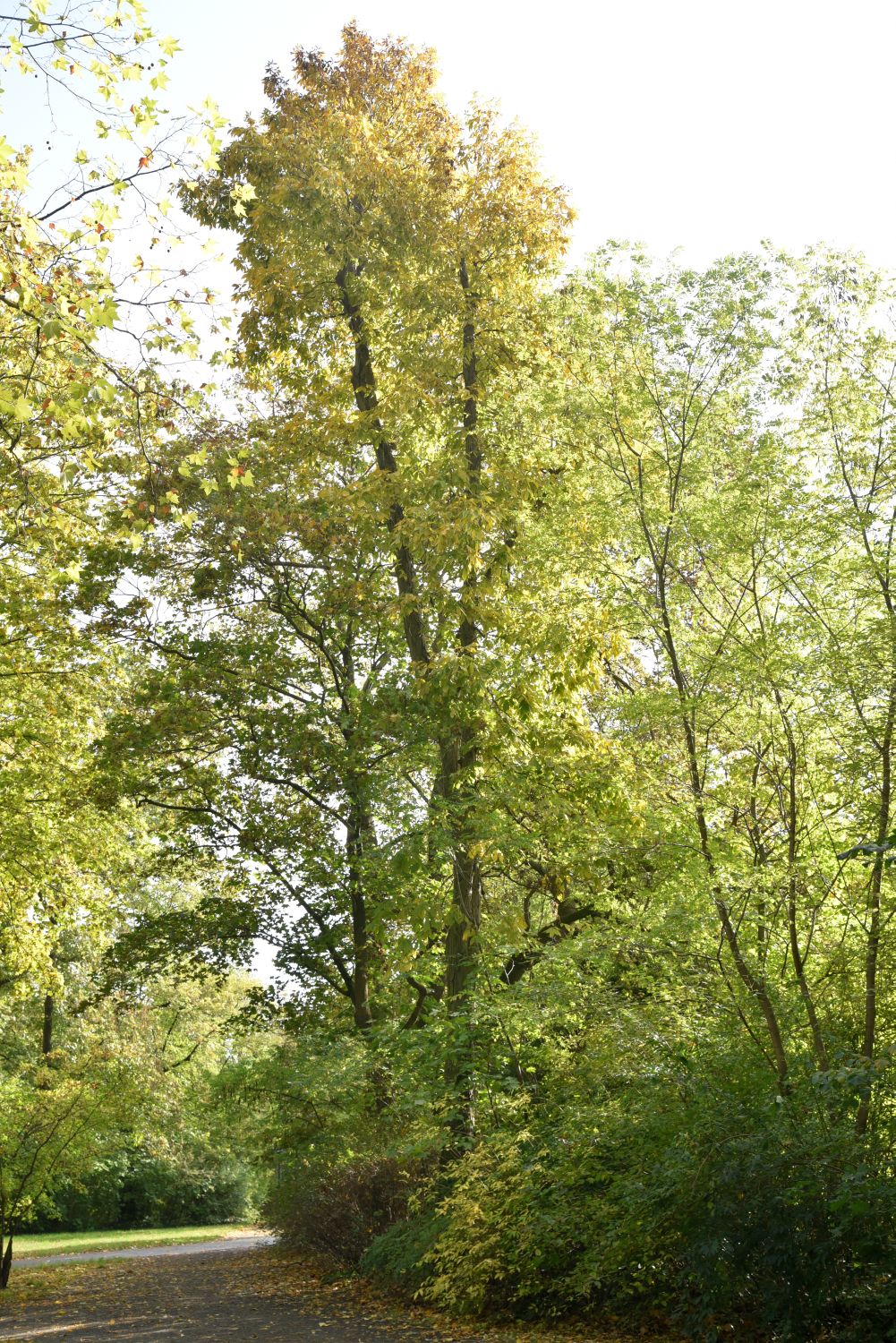 Carya ovata