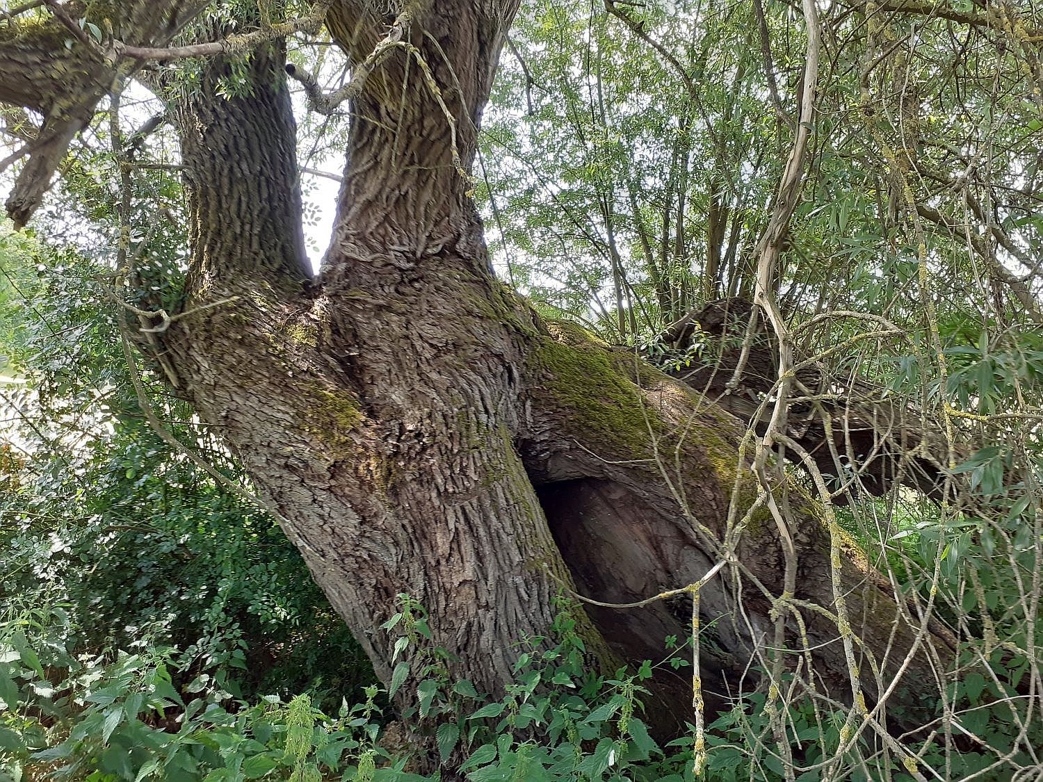 Salix alba - Endeholz - 2020