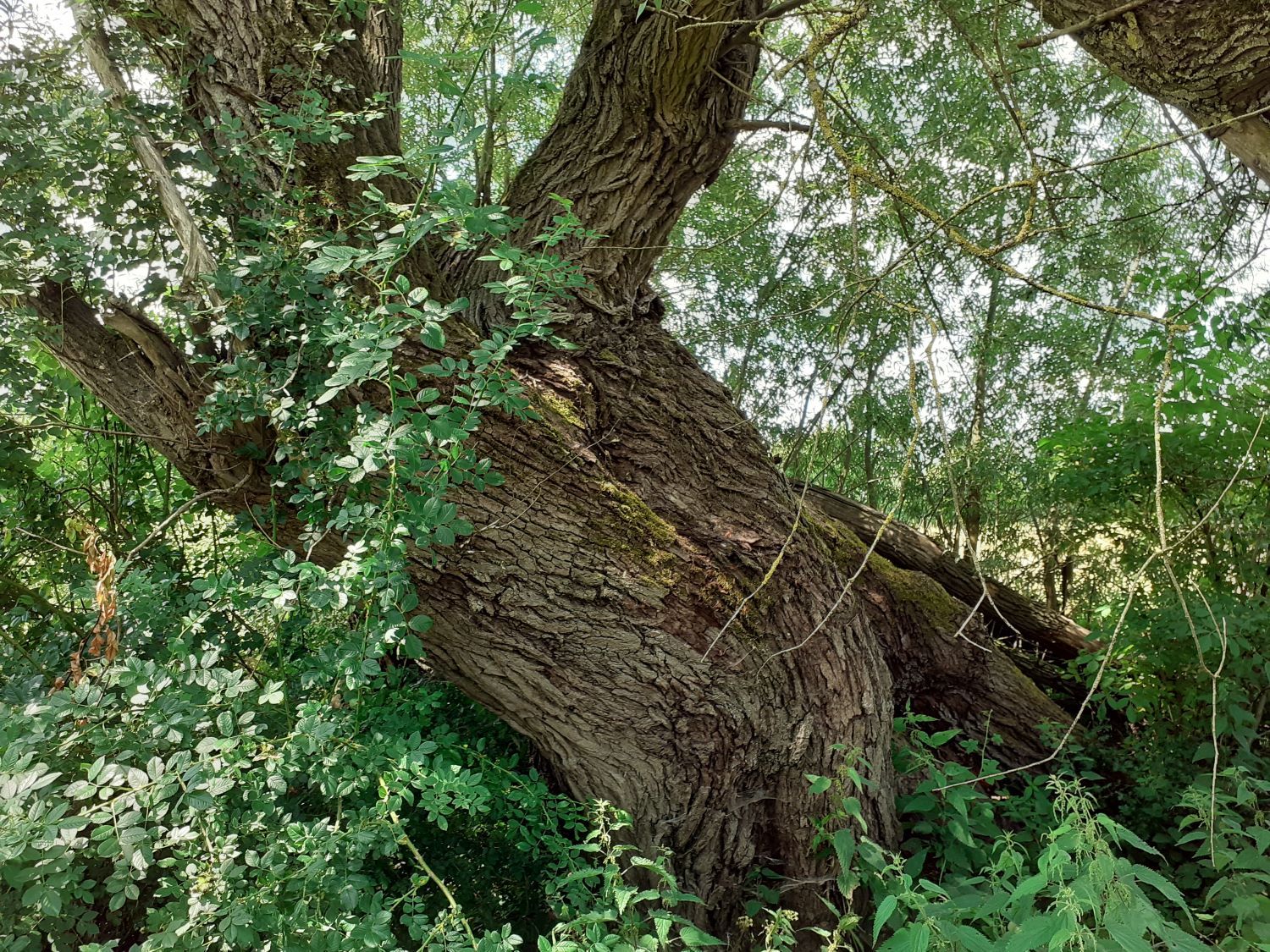 Salix alba - Endeholz - 2020